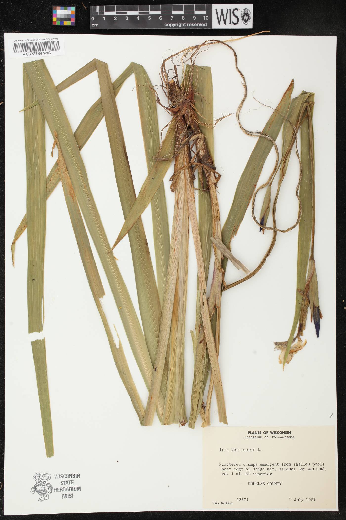 Iris versicolor image