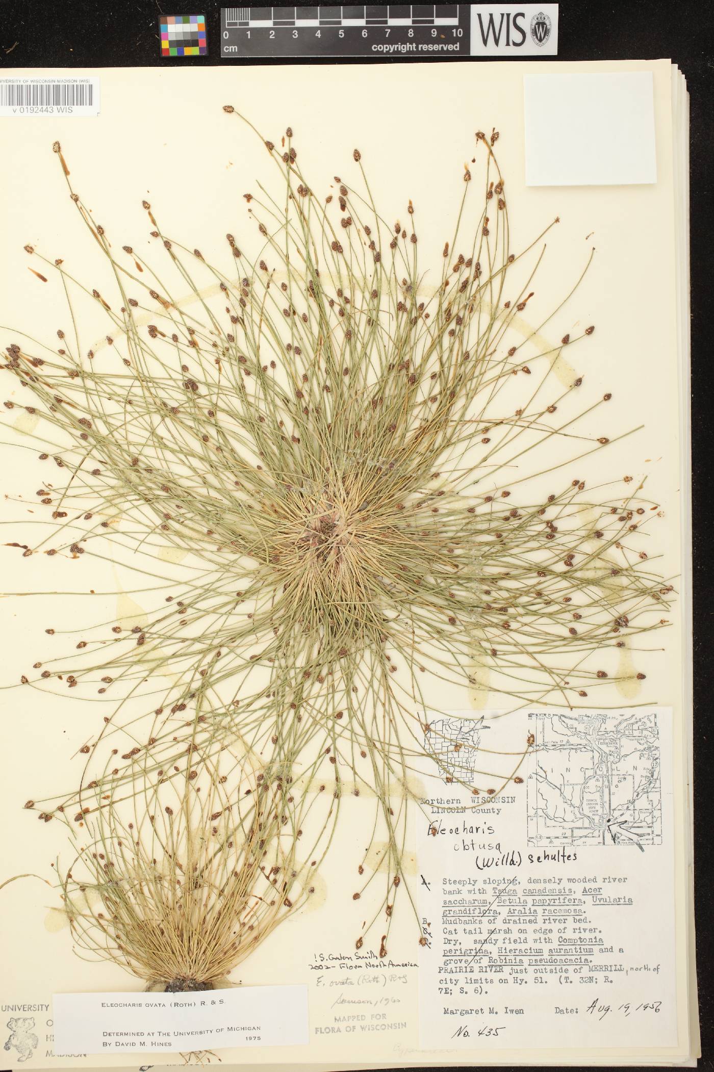 Eleocharis ovata image