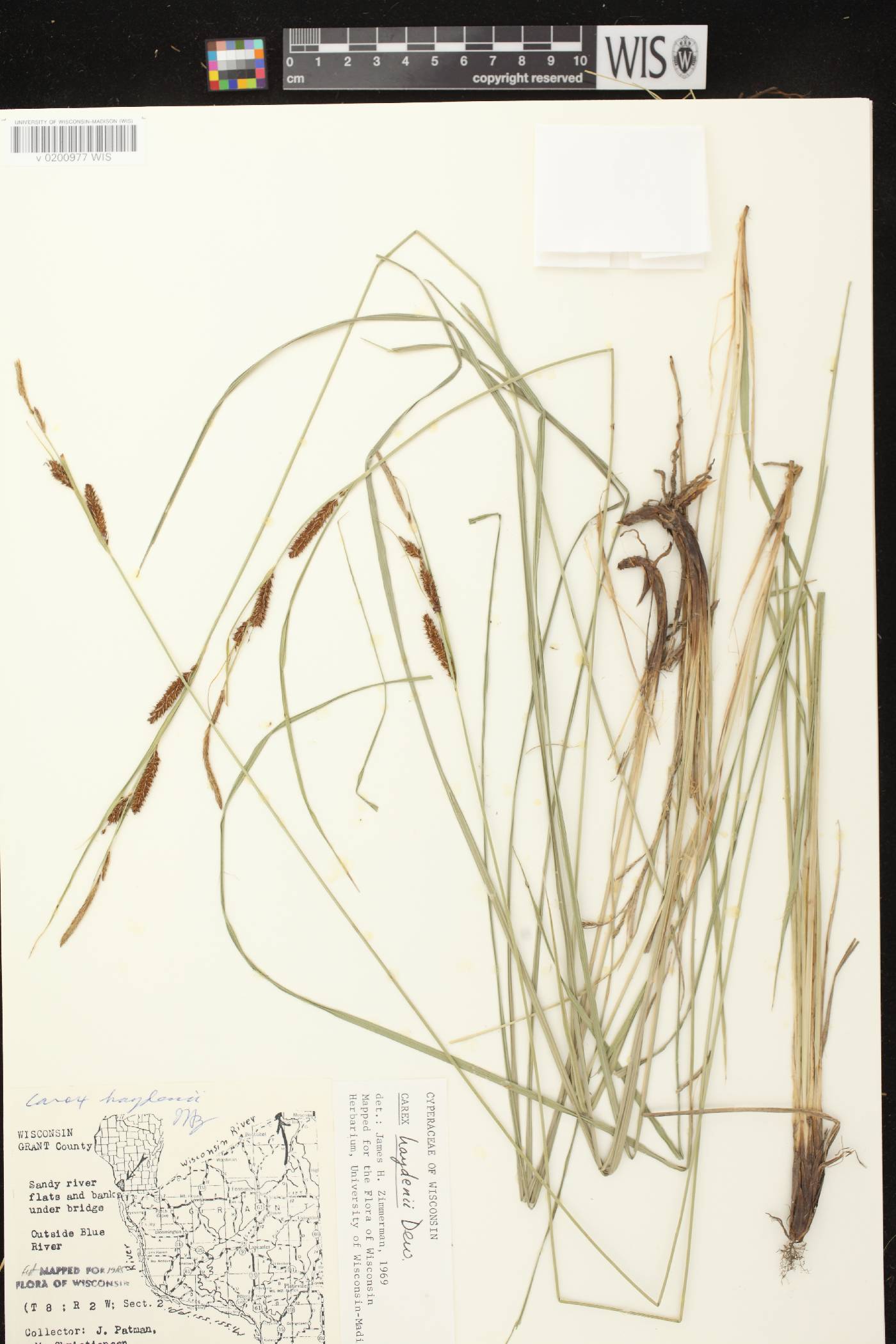 Carex haydenii image