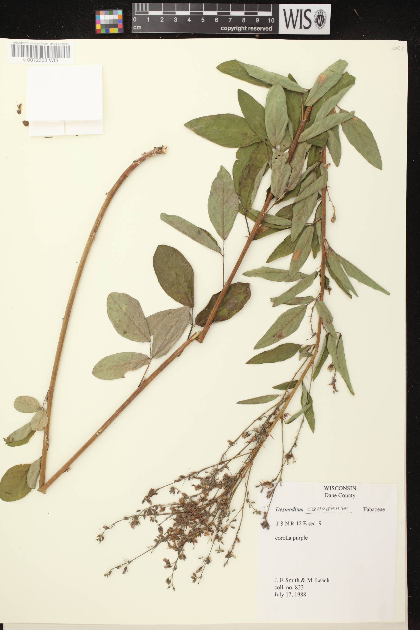 Desmodium canadense image