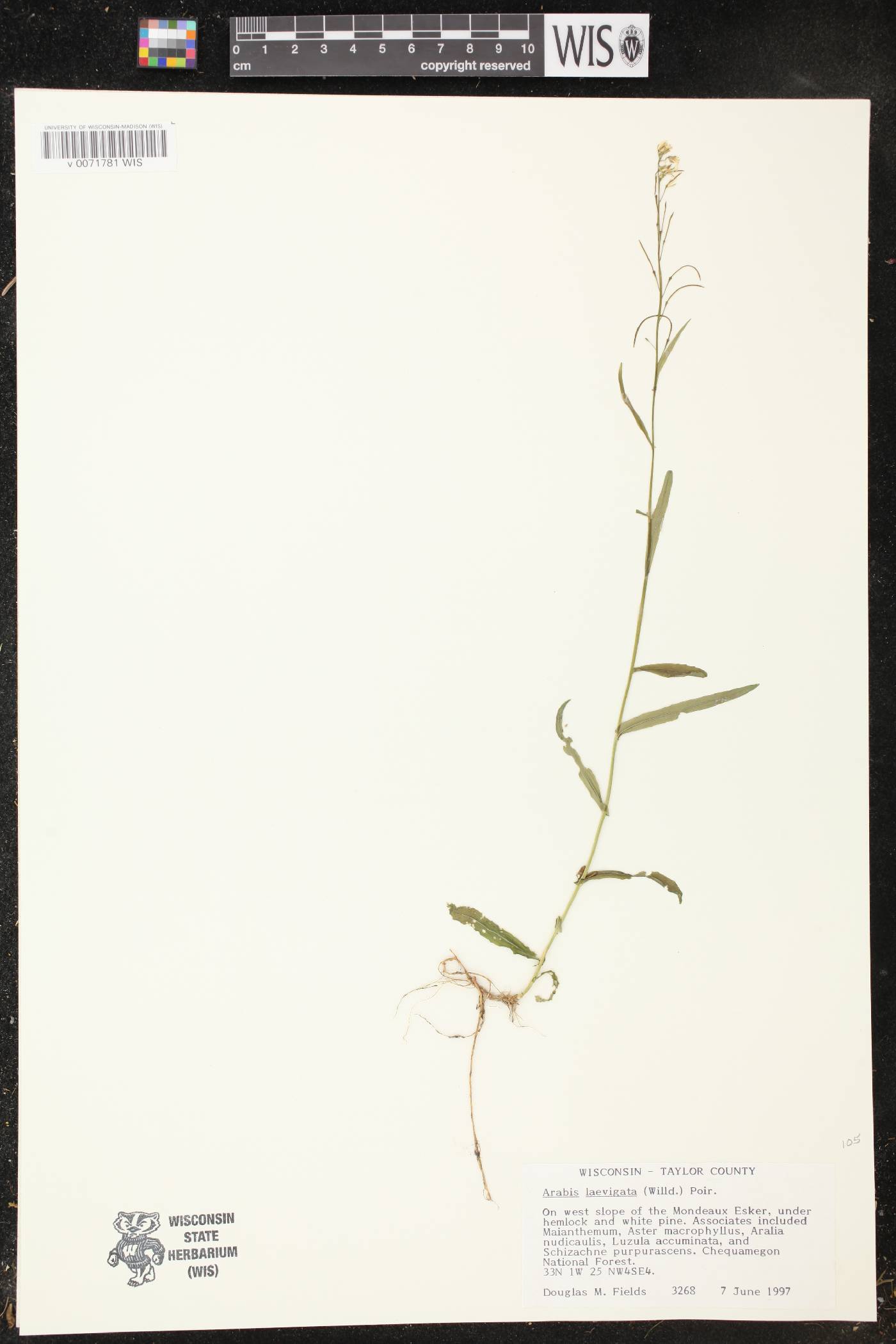 Boechera laevigata image