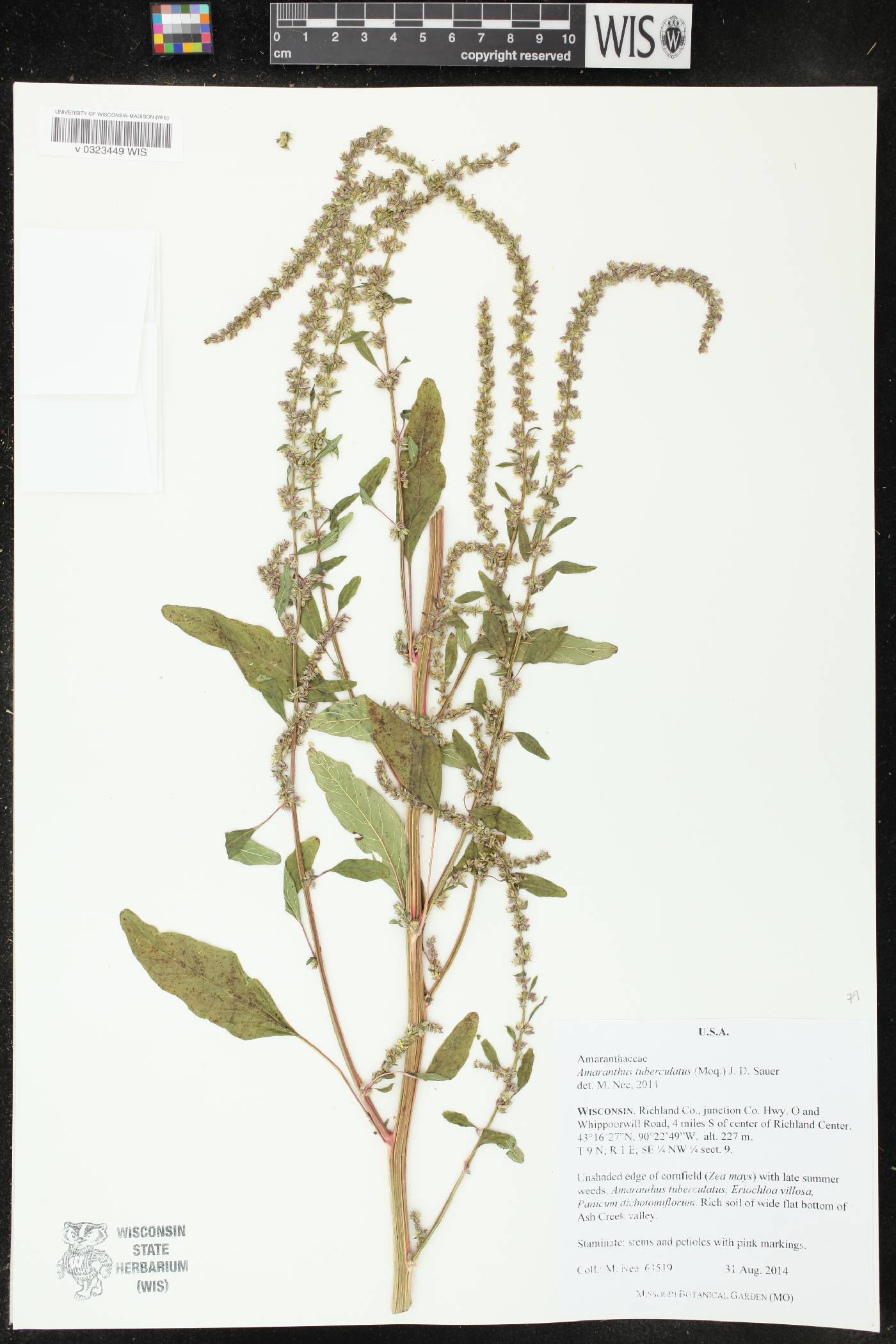 Amaranthus tuberculatus image