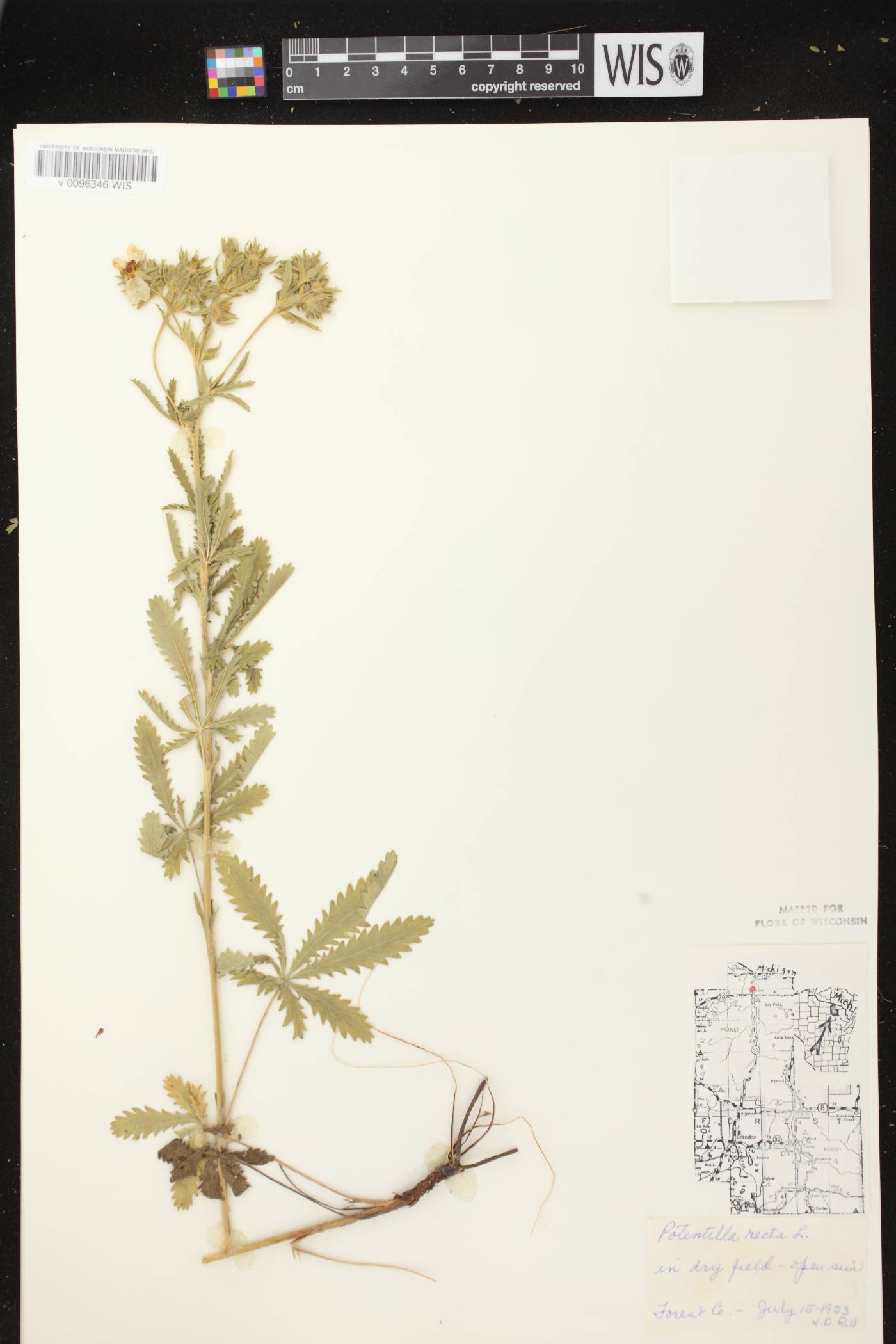 Potentilla recta image