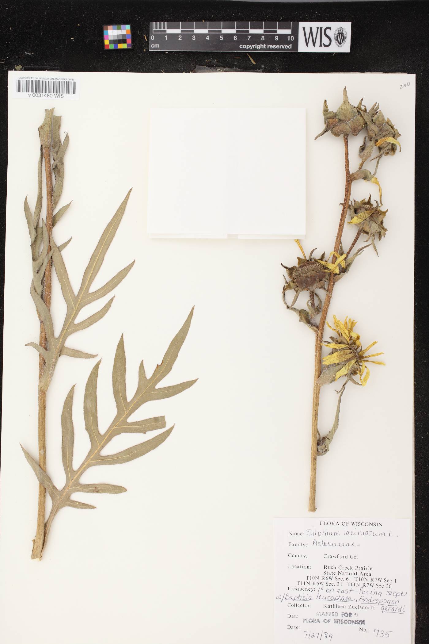 Silphium laciniatum image