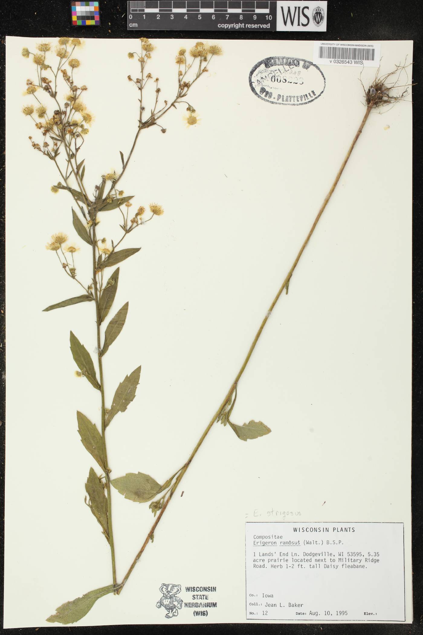 Erigeron strigosus image