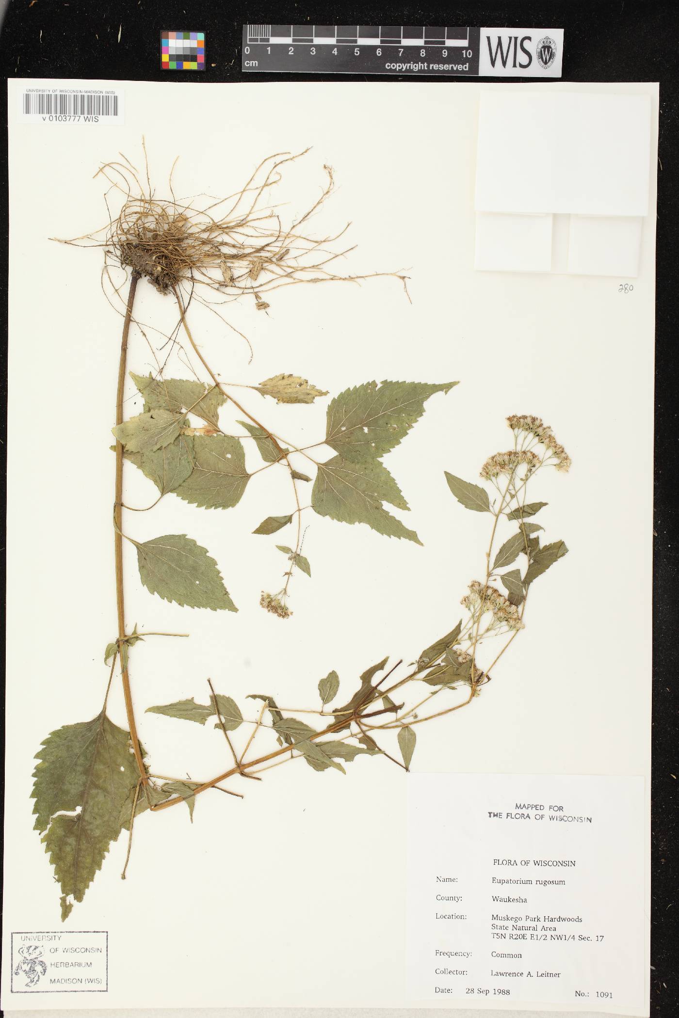Ageratina altissima subsp. altissima image