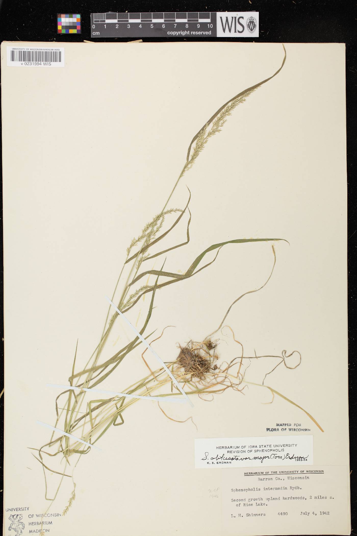 Sphenopholis intermedia image