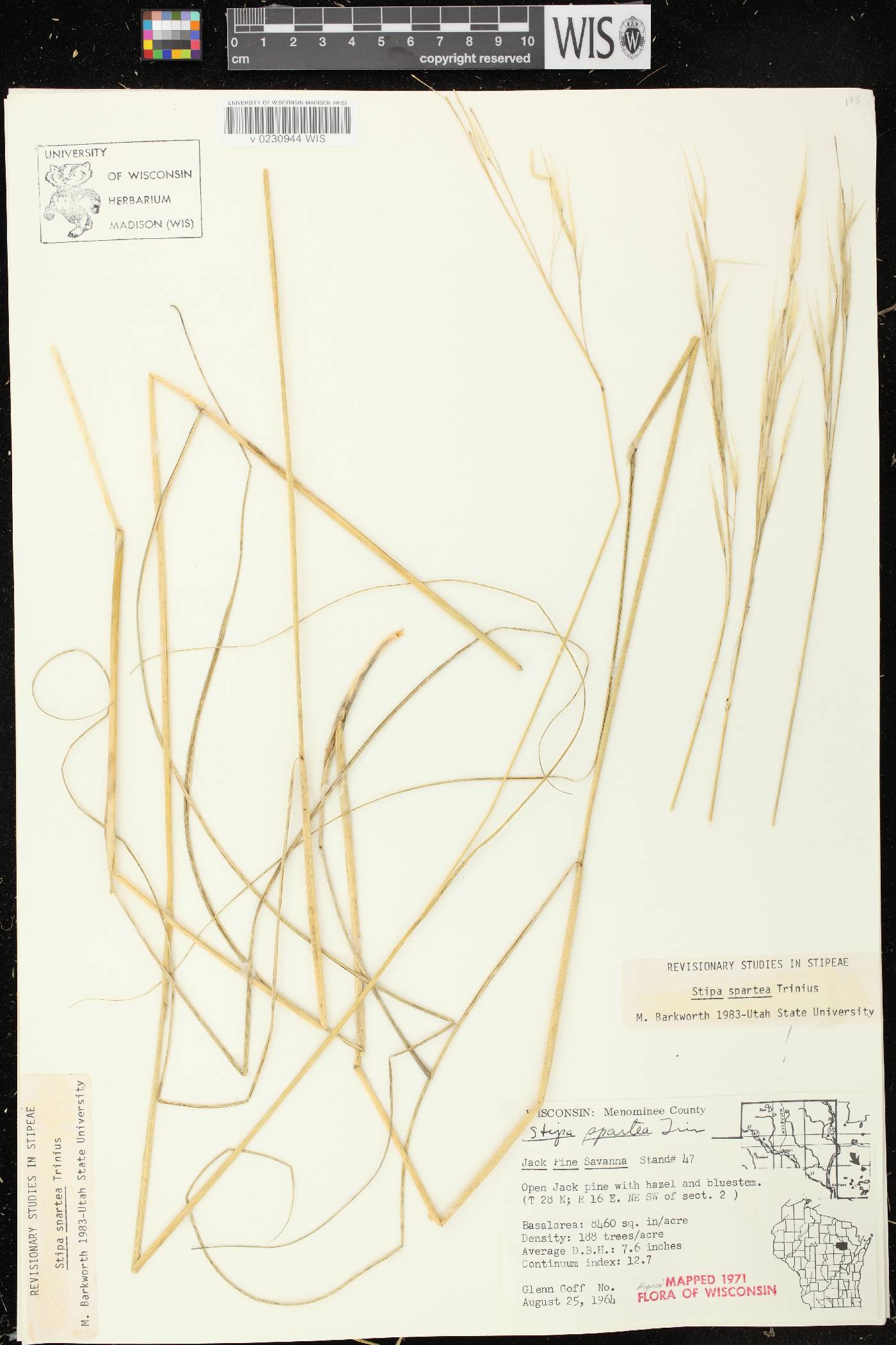 Hesperostipa spartea image