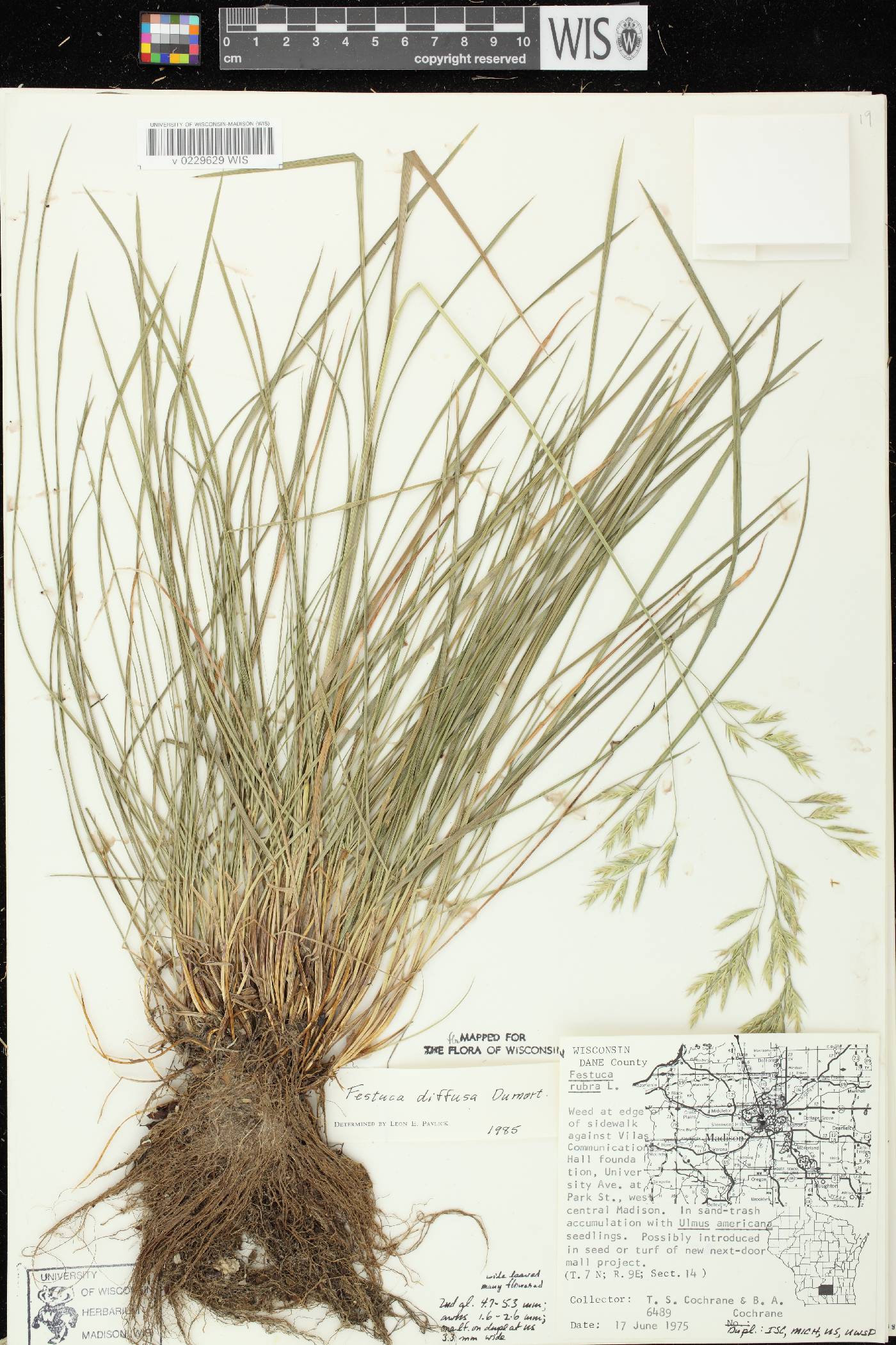 Festuca rubra subsp. fallax image