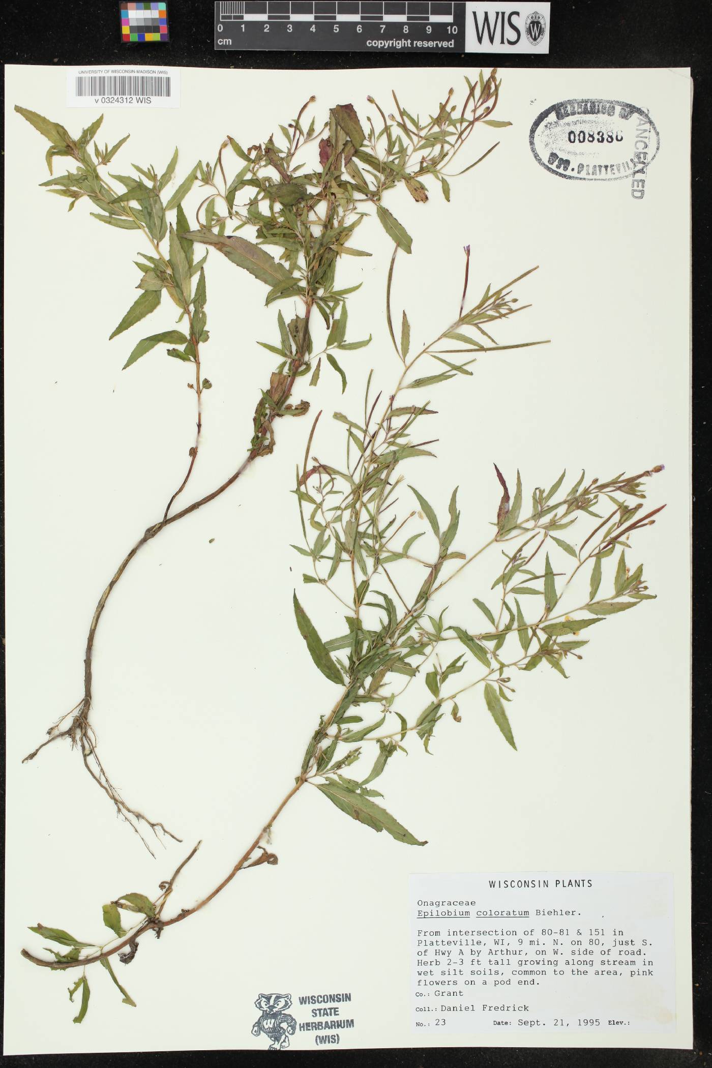 Epilobium coloratum image