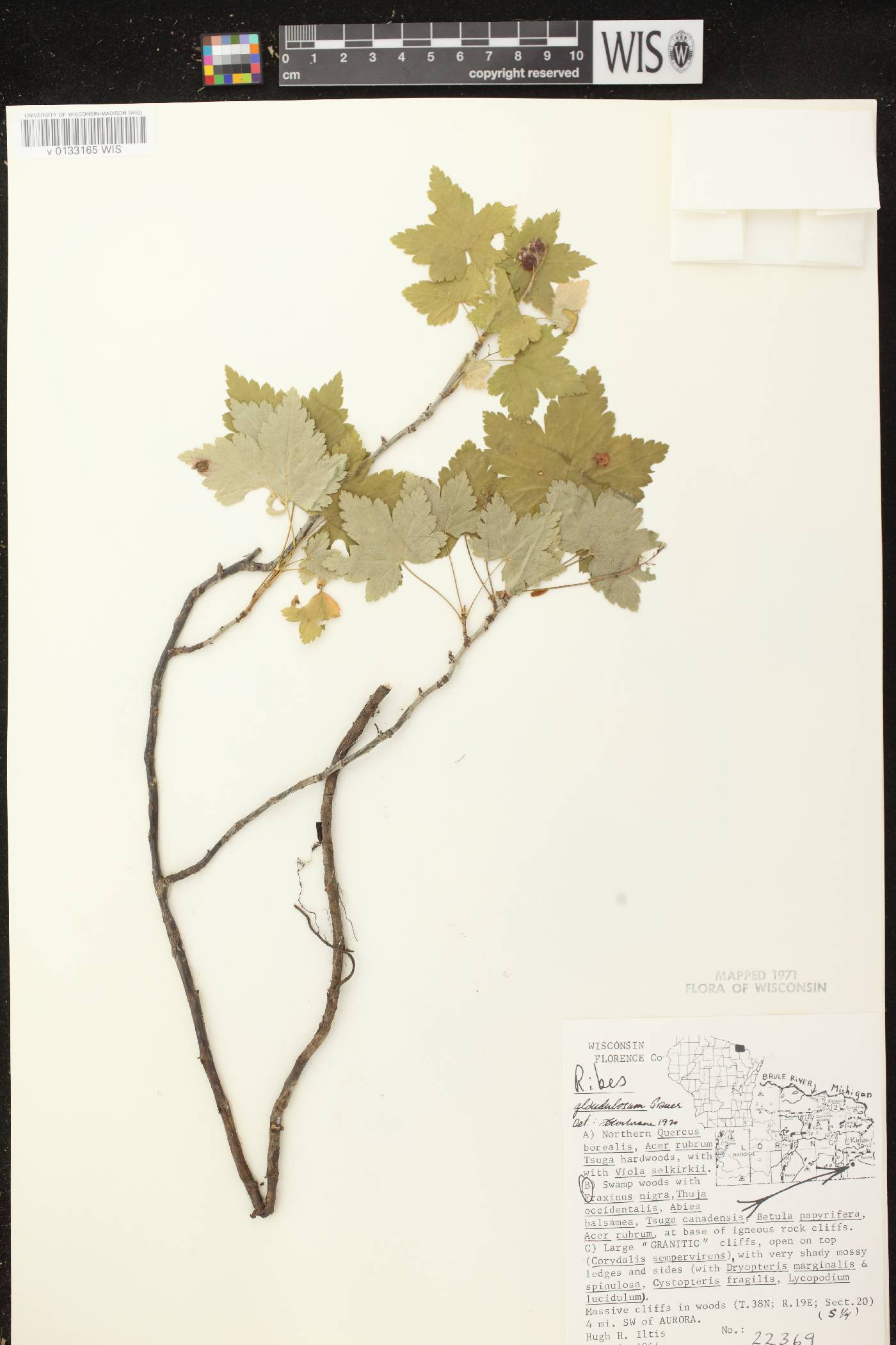 Ribes glandulosum image