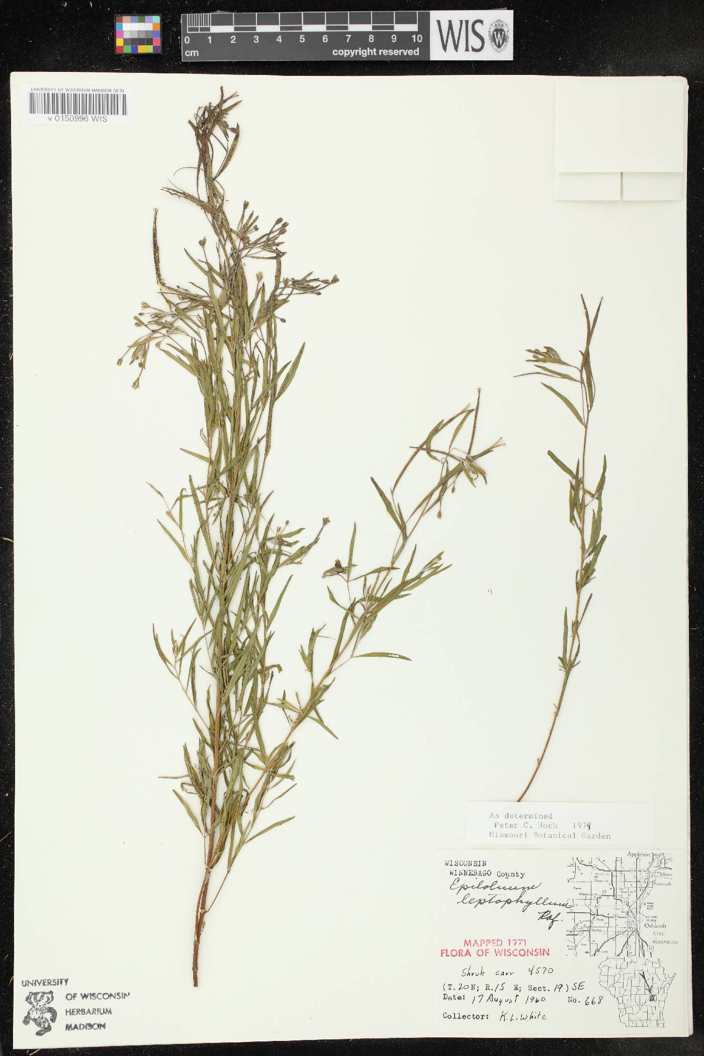 Epilobium leptophyllum image