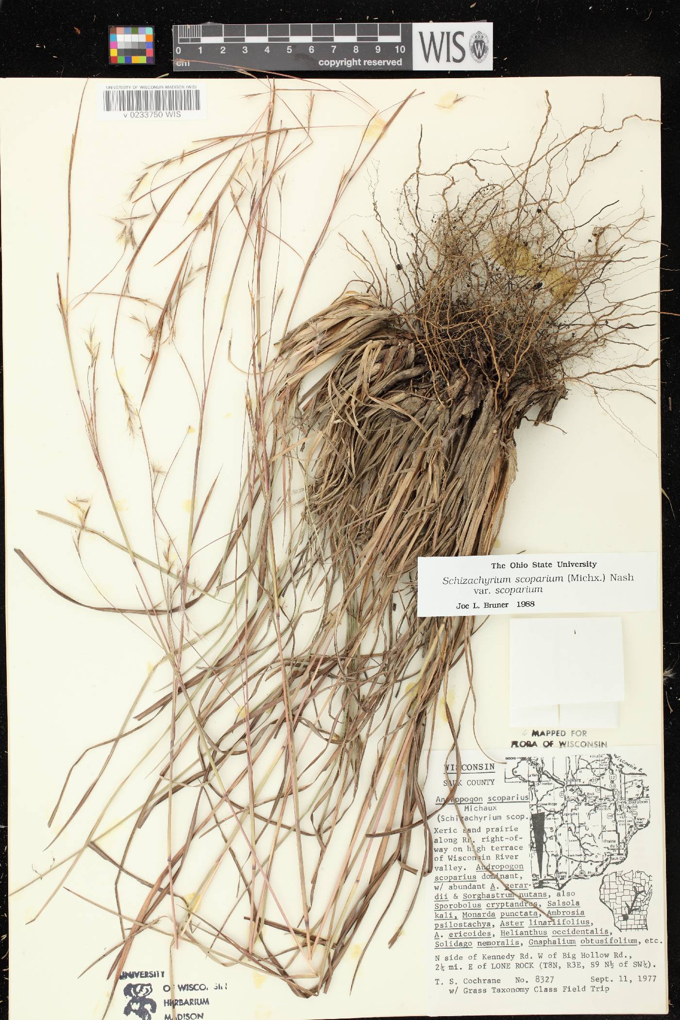 Schizachyrium scoparium var. scoparium image