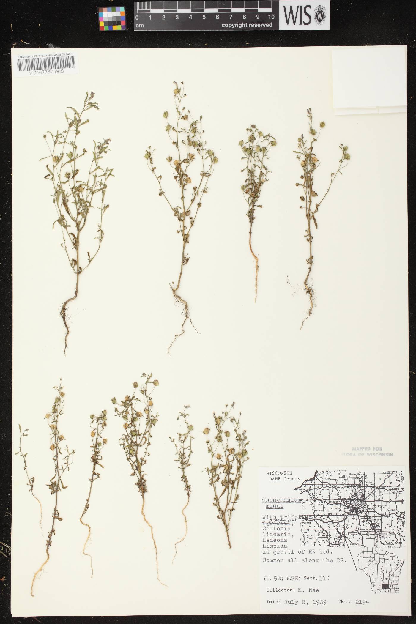 Chaenorhinum minus image