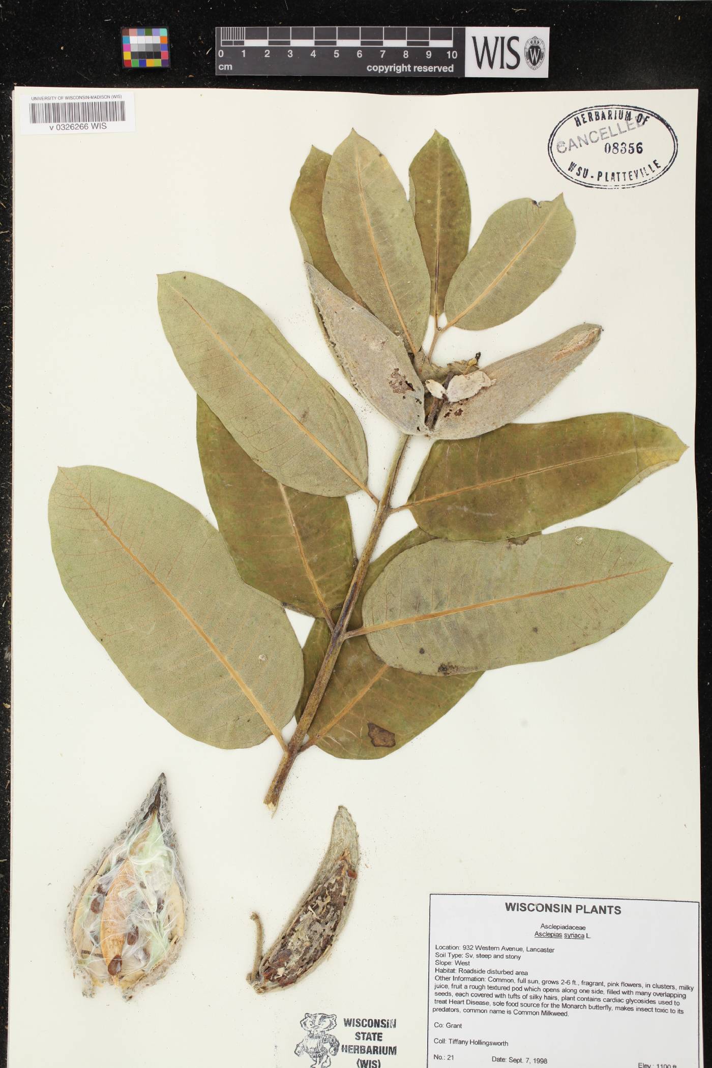 Asclepias syriaca image