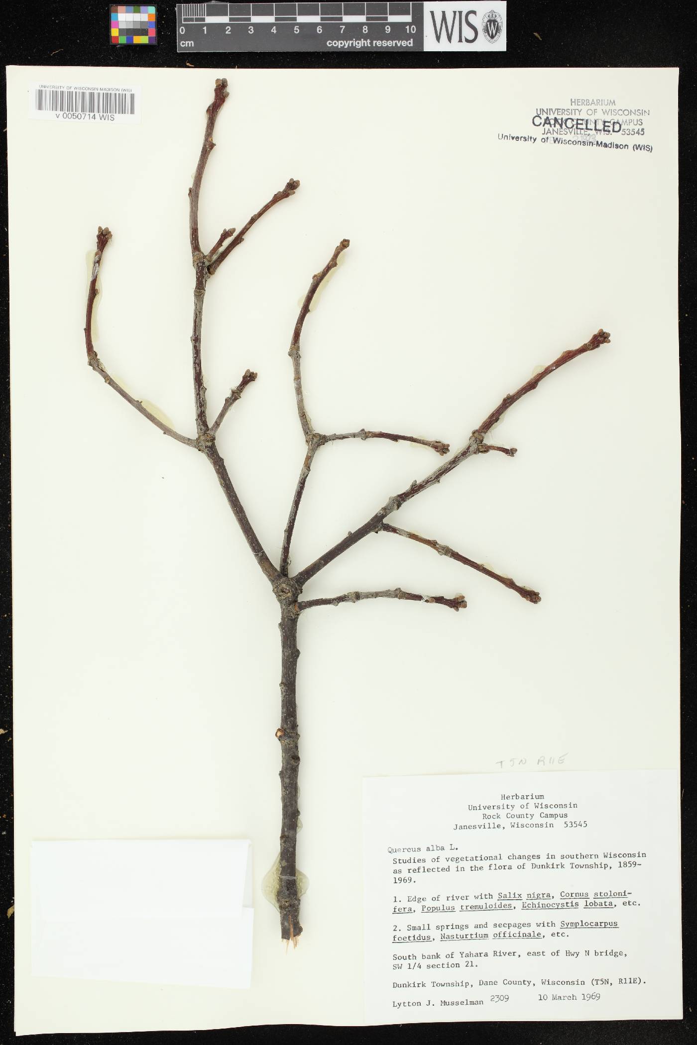 Quercus alba image