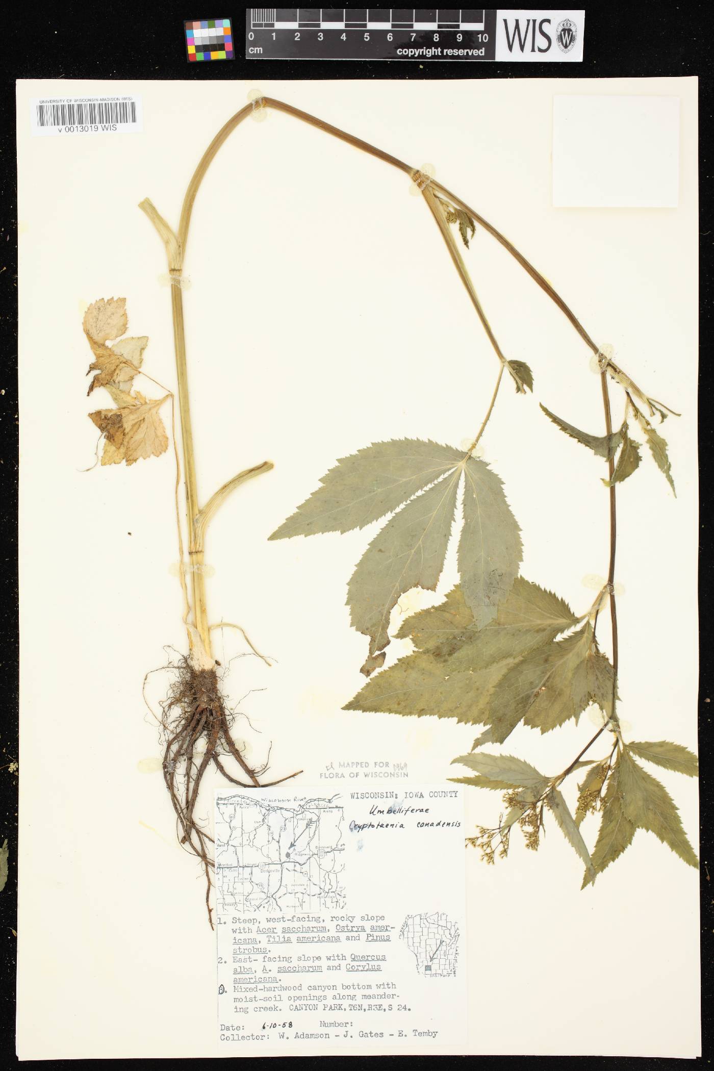 Cryptotaenia canadensis image