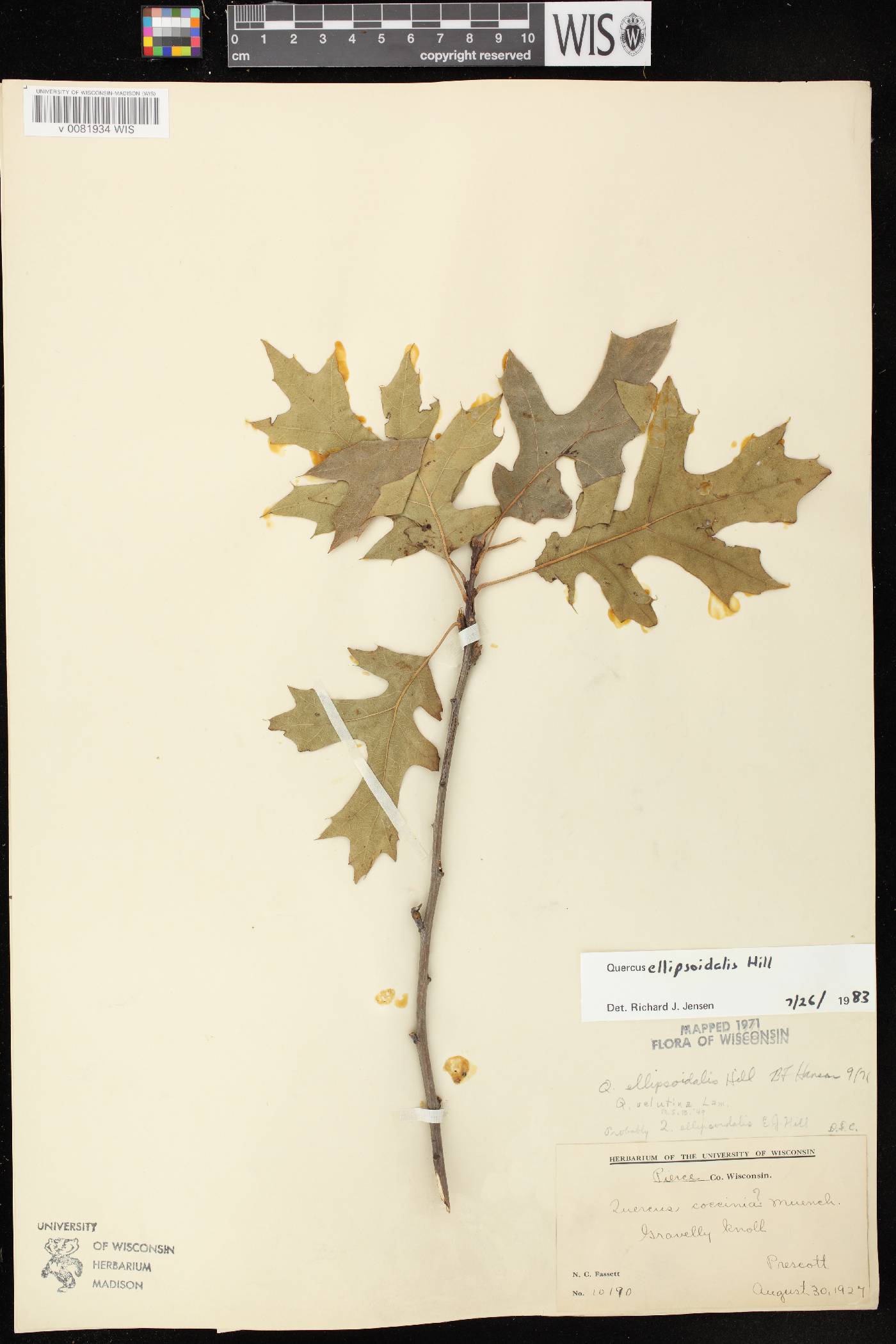 Quercus ellipsoidalis image