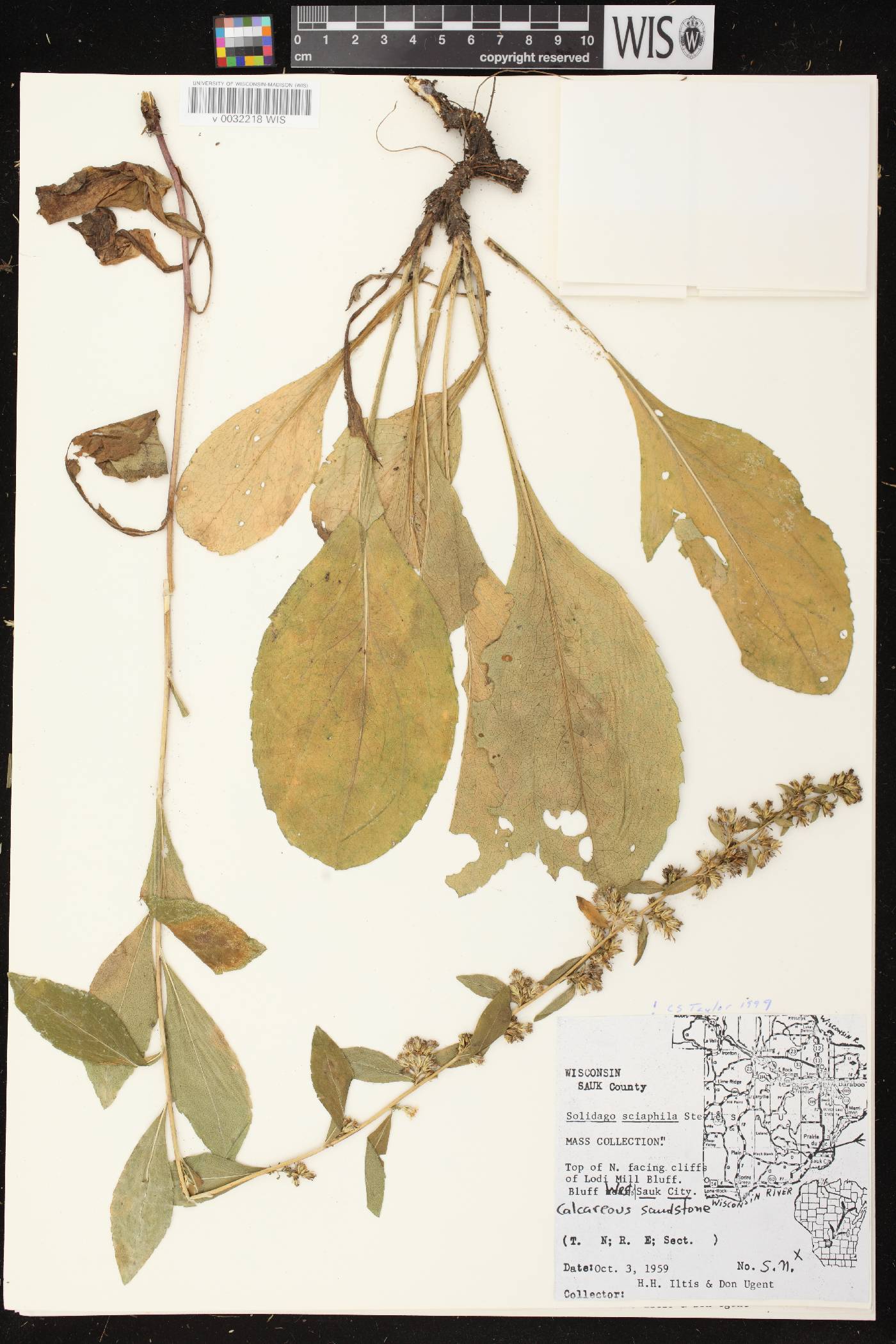Solidago sciaphila image