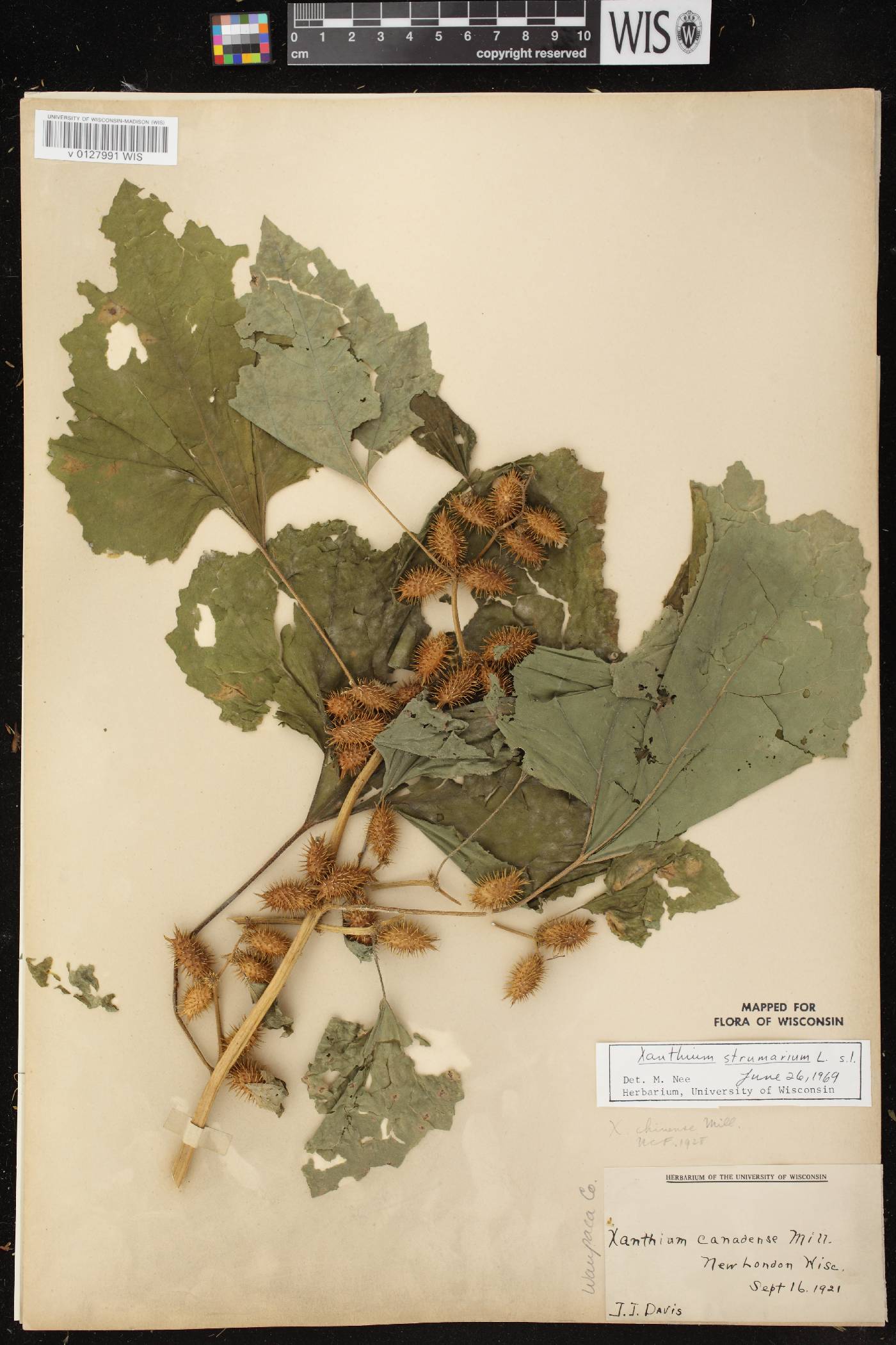 Xanthium strumarium image