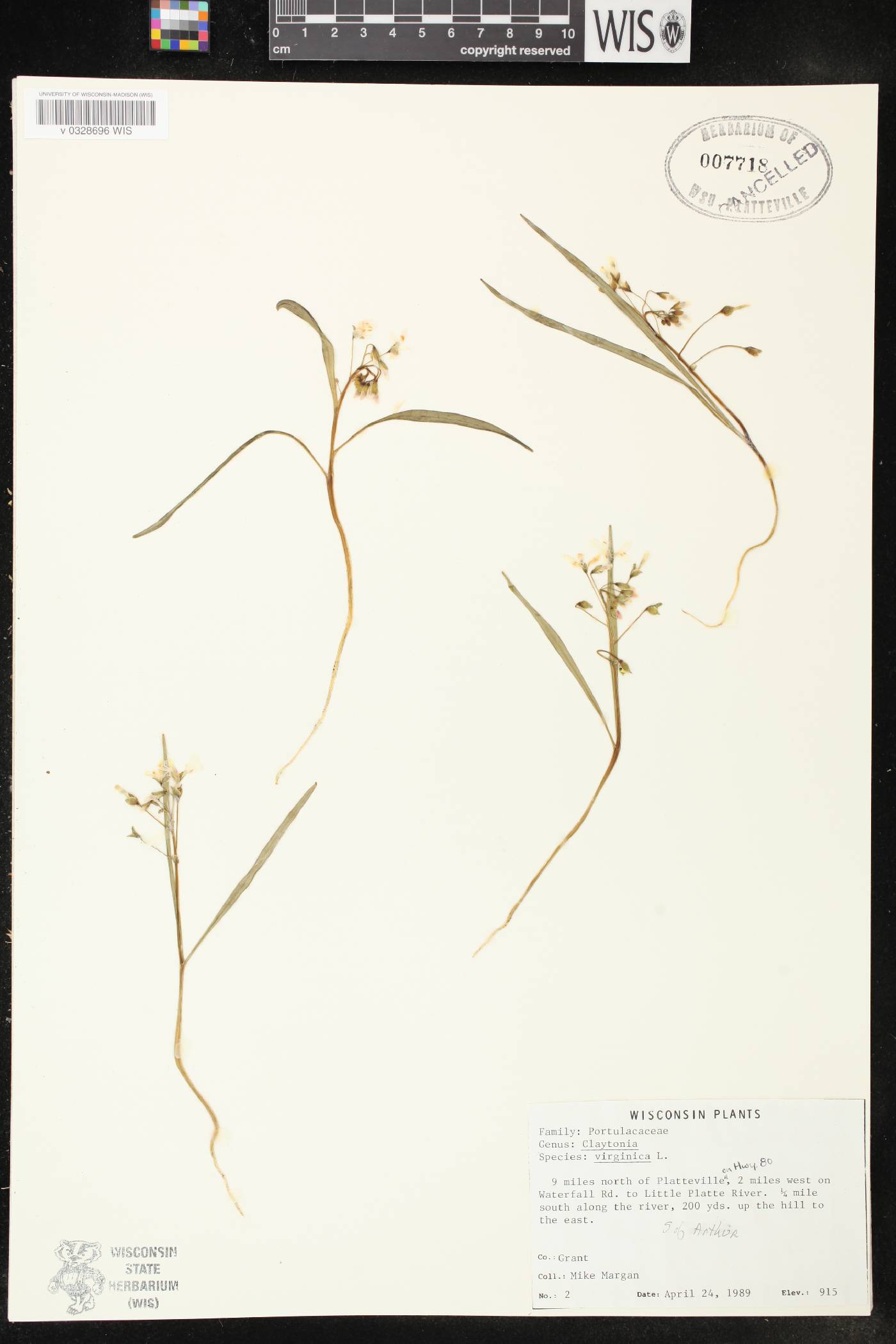 Claytonia virginica image