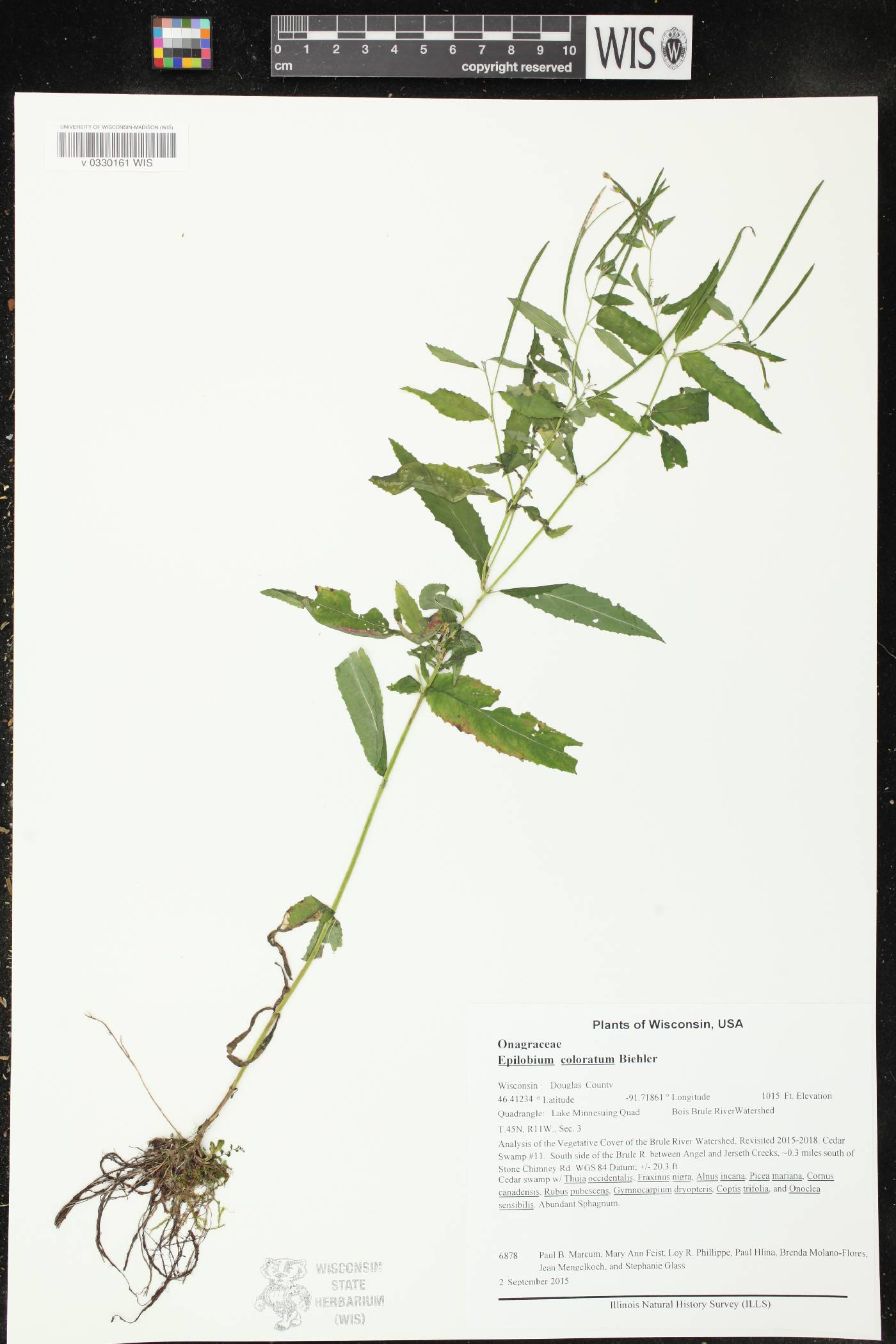 Epilobium coloratum image