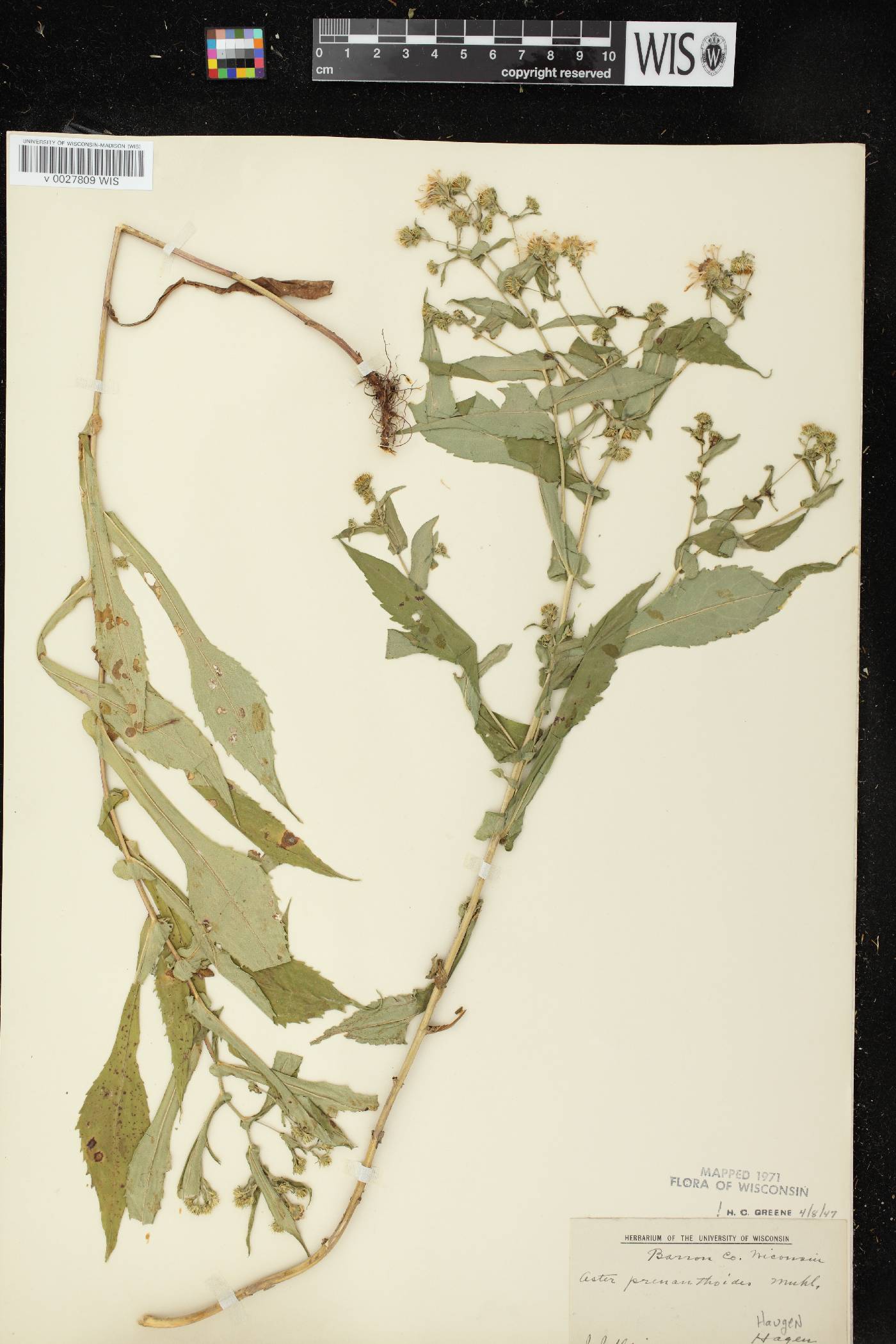Symphyotrichum prenanthoides image