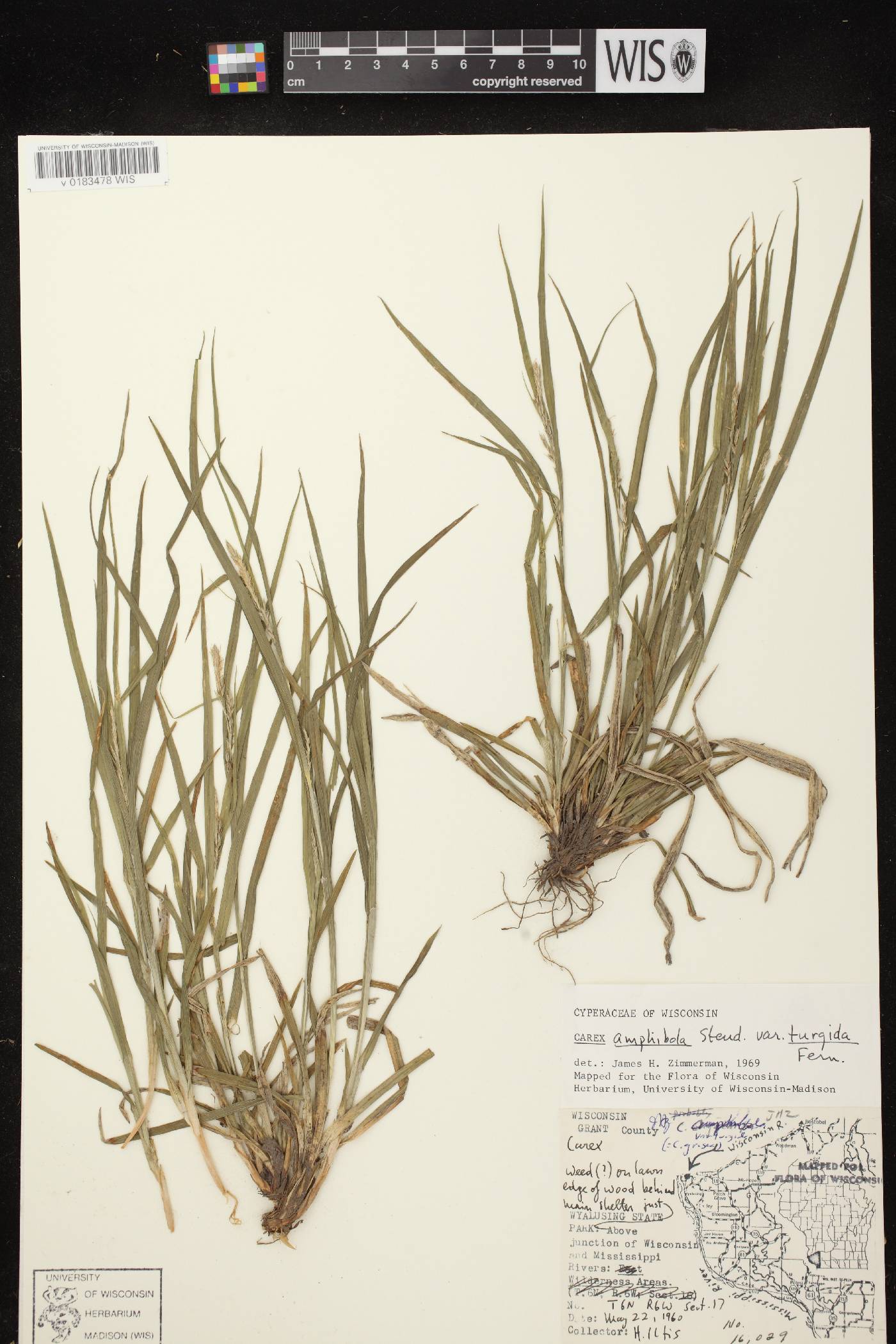 Carex grisea image