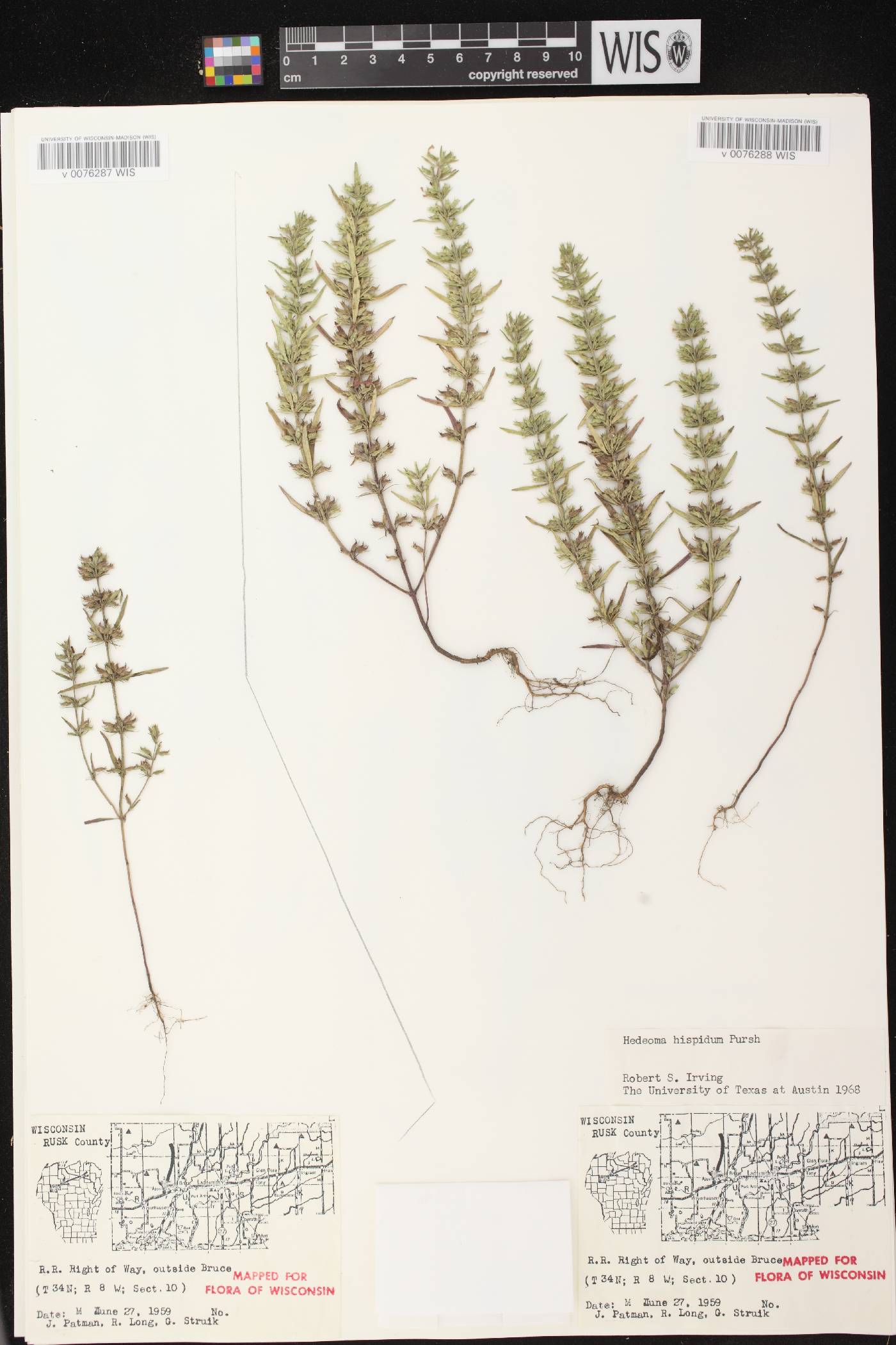 Hedeoma hispida image
