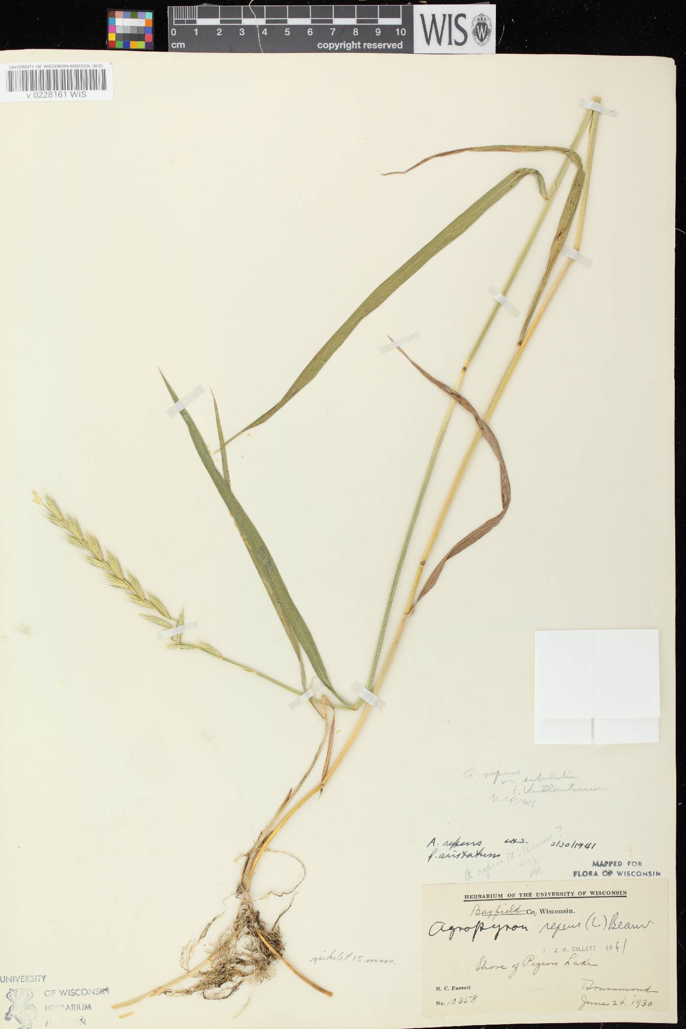 Elymus repens image