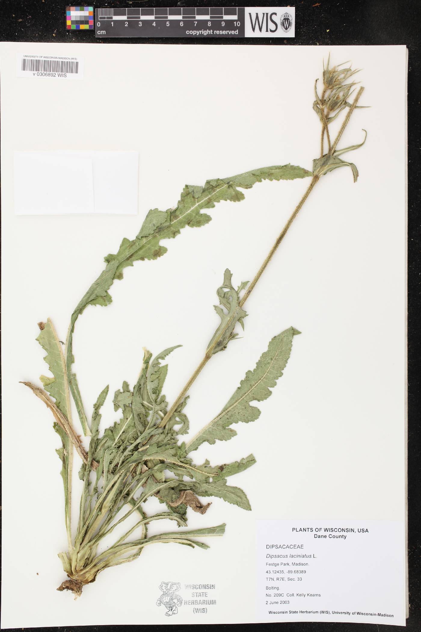 Dipsacus laciniatus image