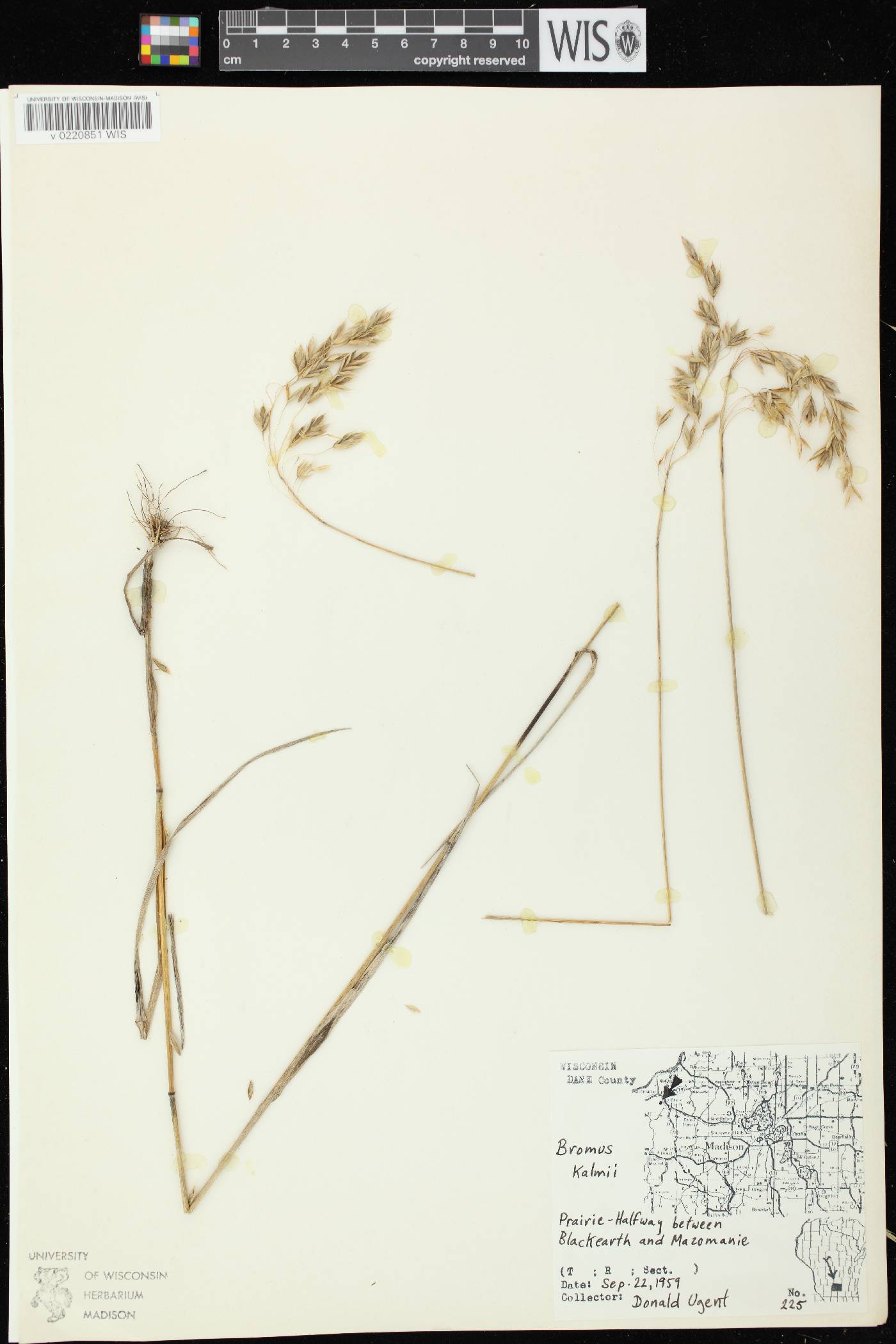 Bromus kalmii image