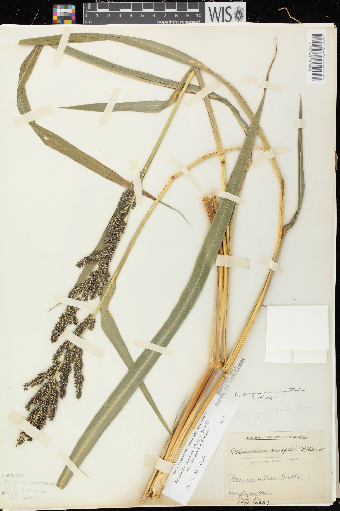 Echinochloa muricata var. microstachya image