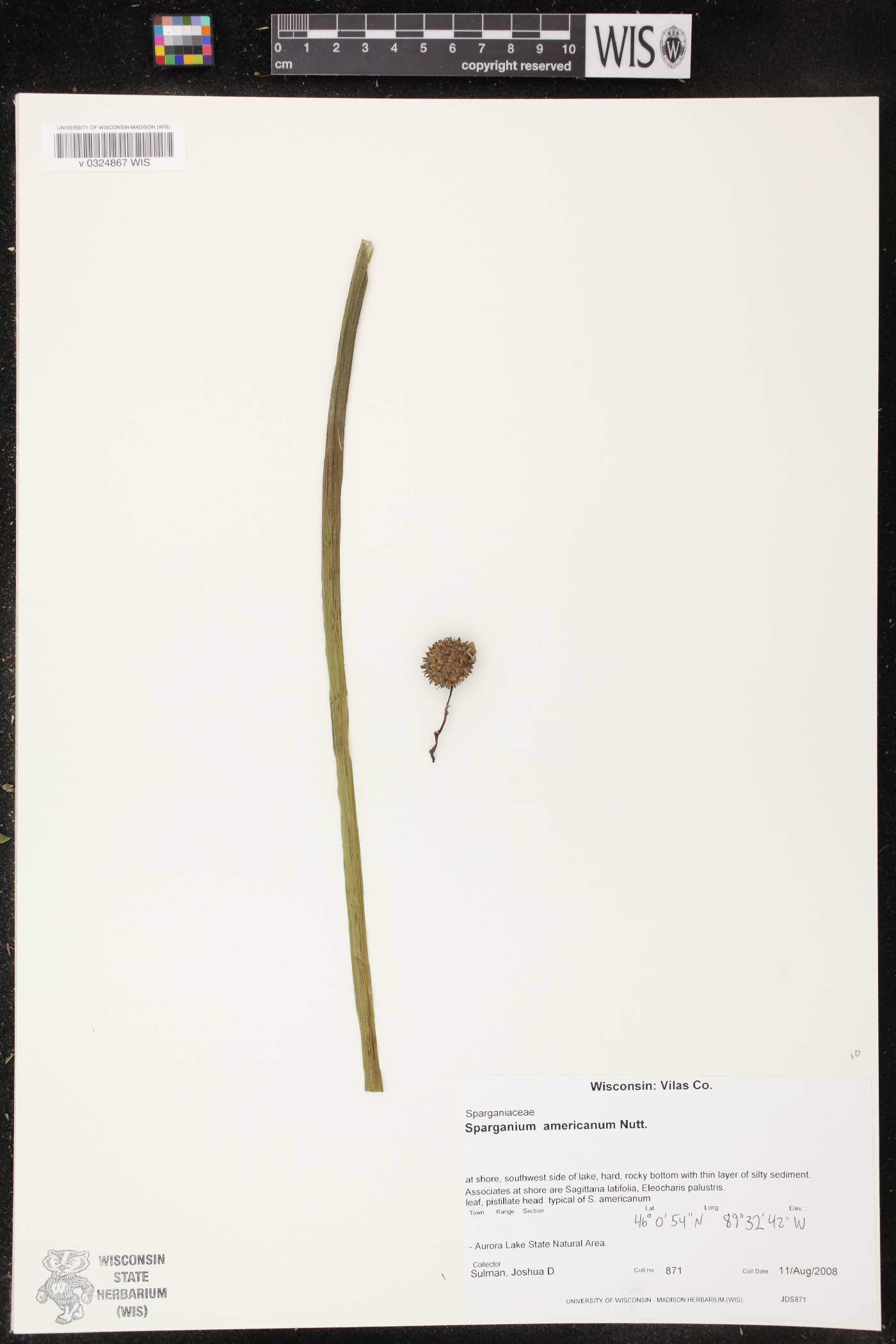 Sparganium americanum image