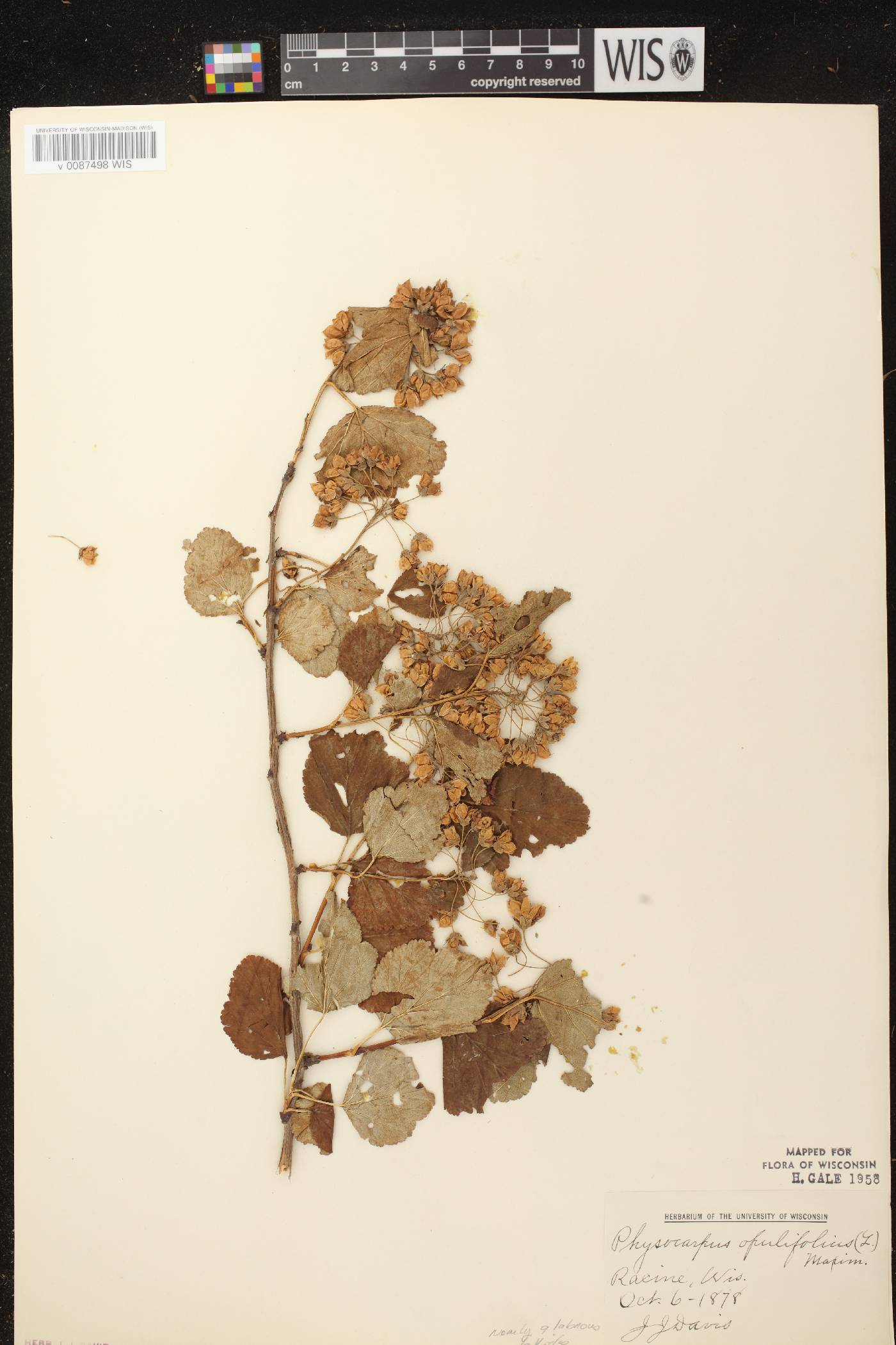Physocarpus opulifolius image