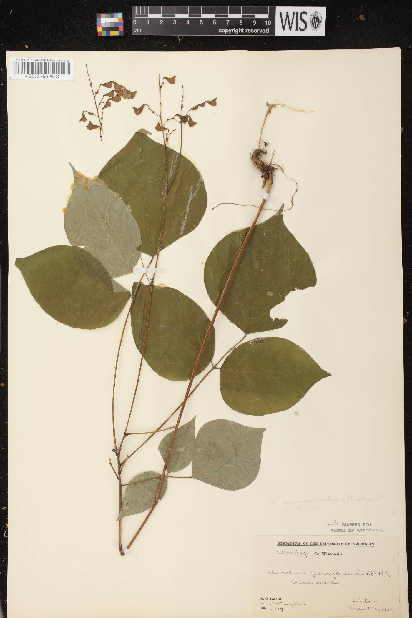 Hylodesmum glutinosum image