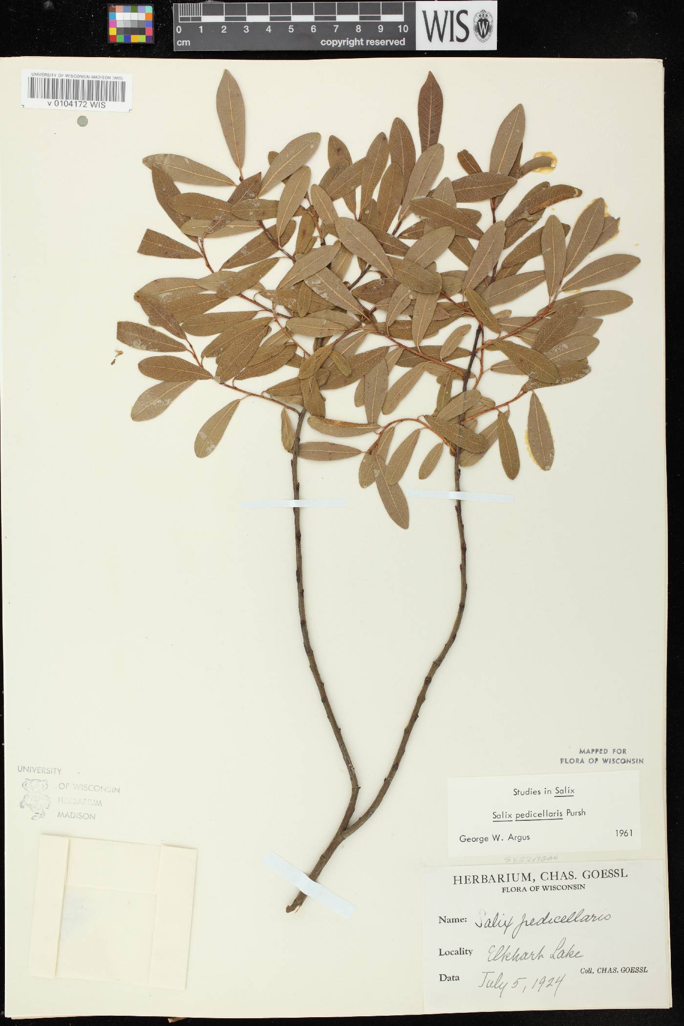 Salix pedicellaris image