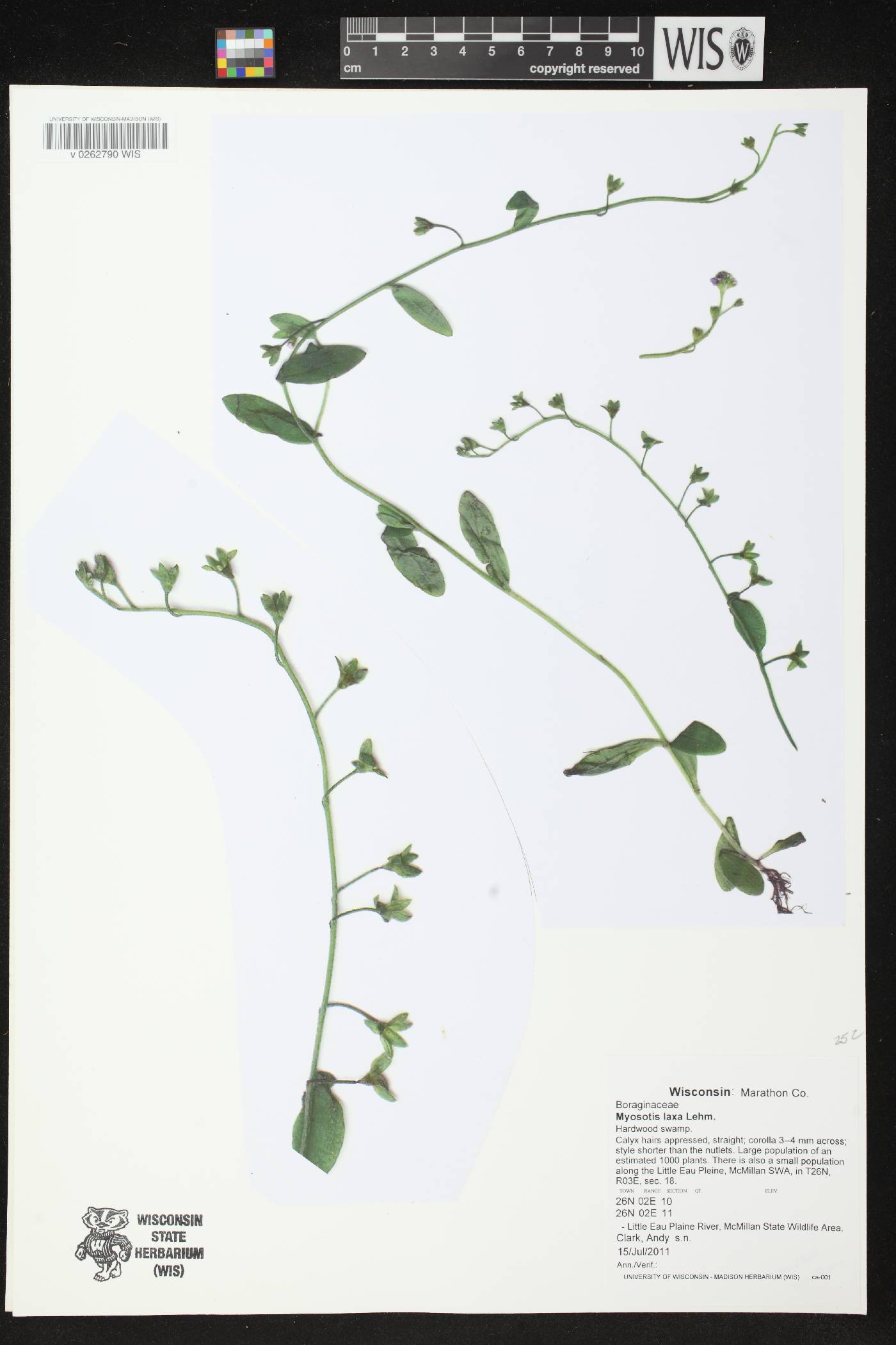Myosotis laxa image