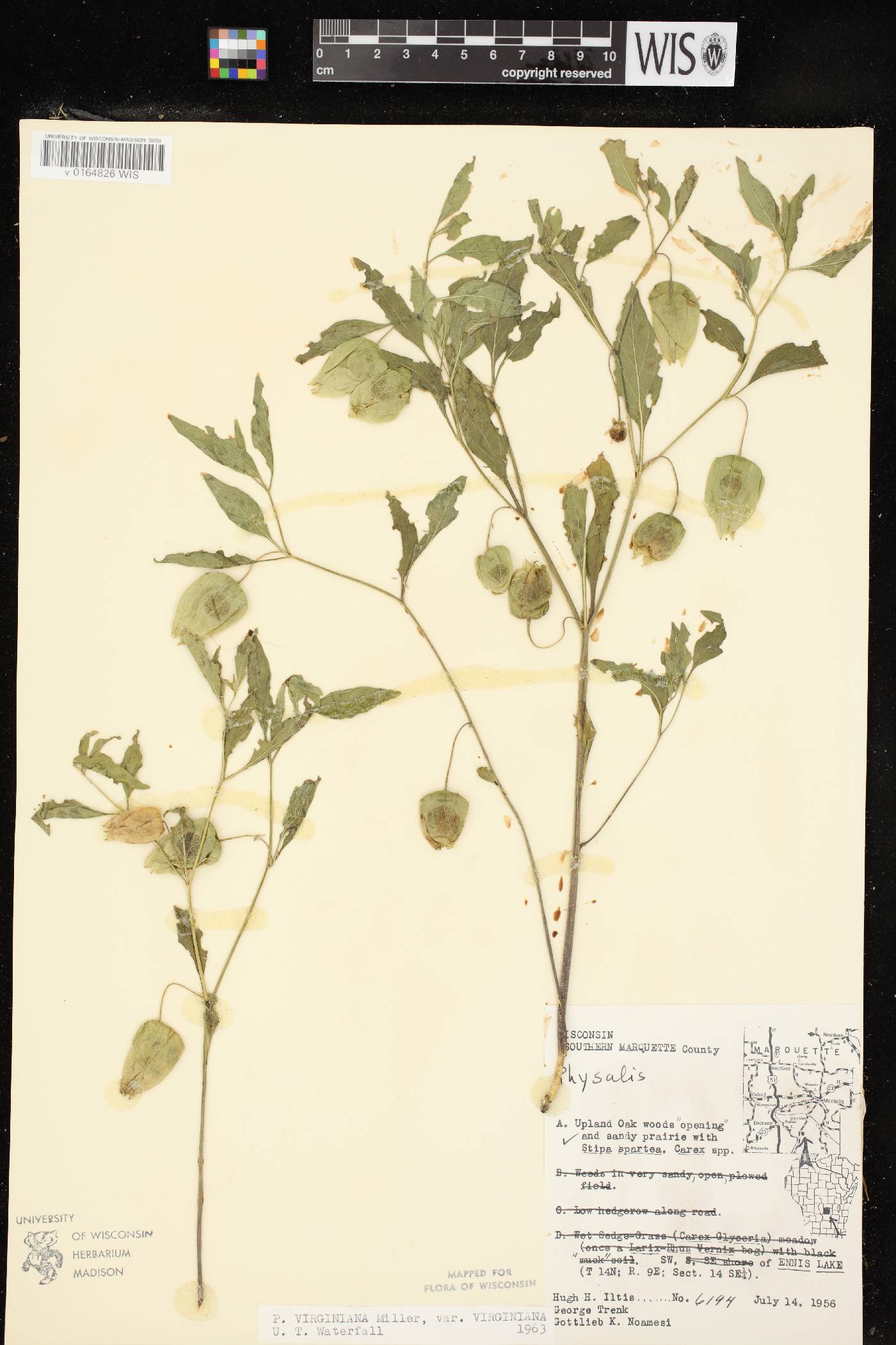 Physalis virginiana var. virginiana image