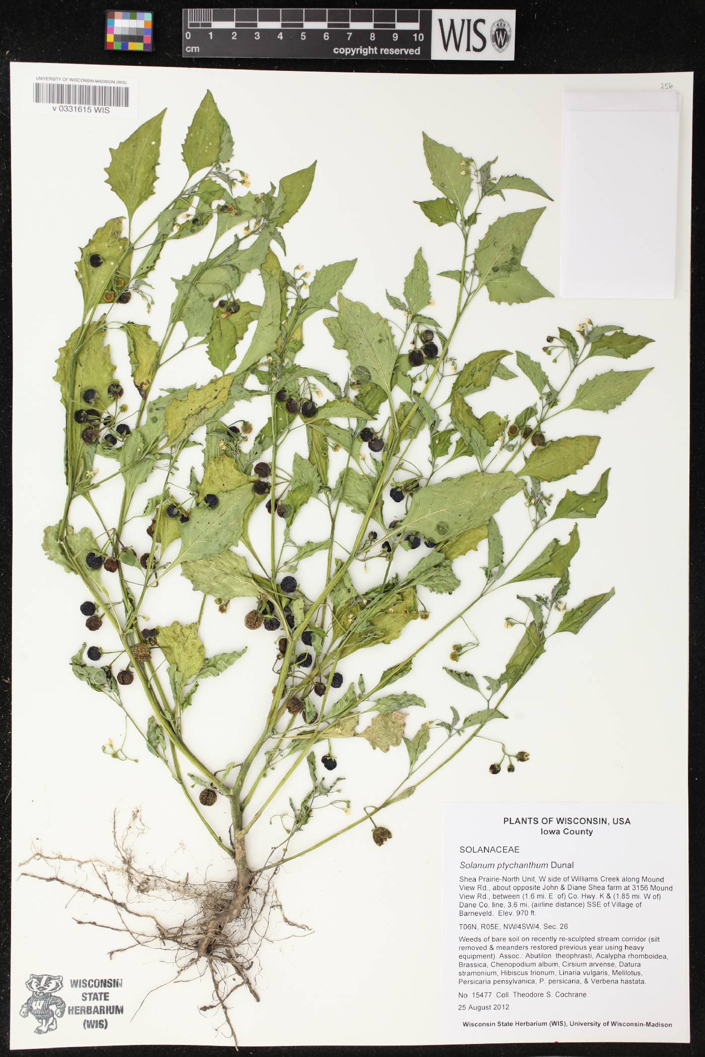 Solanum ptychanthum image