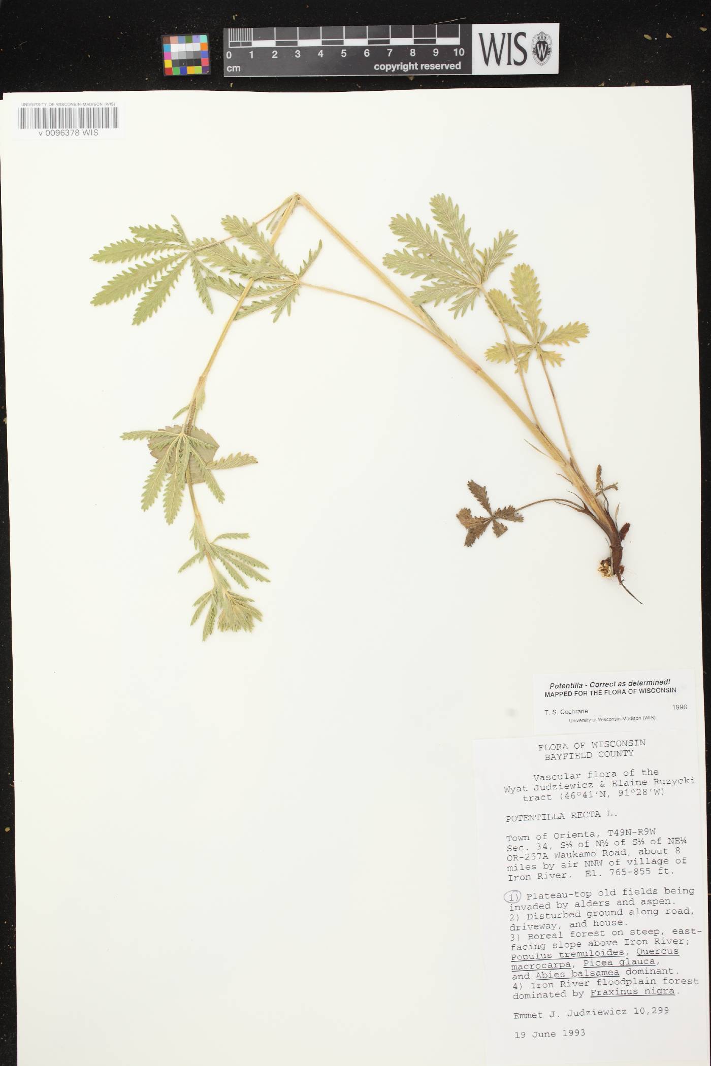 Potentilla recta image