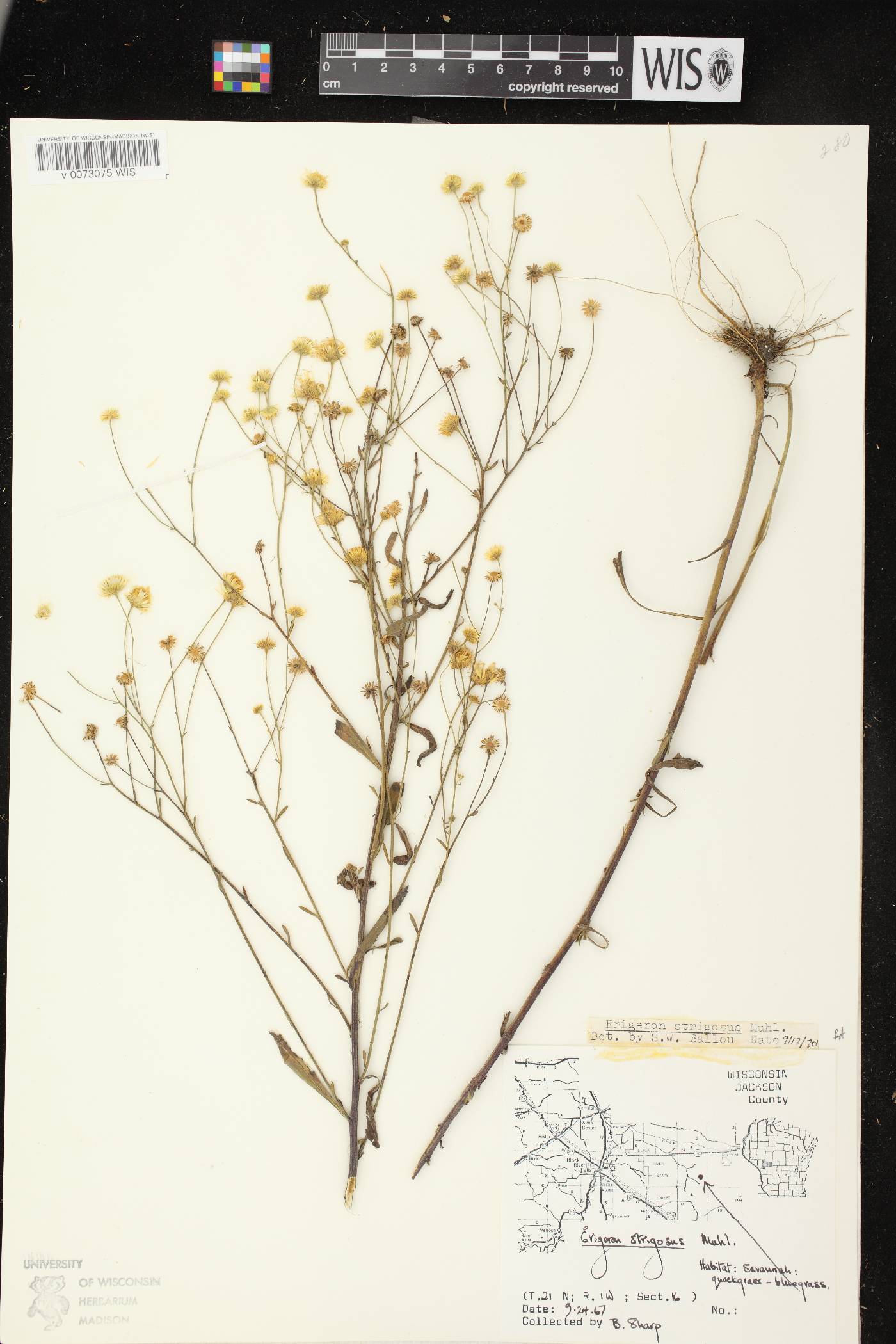 Erigeron strigosus image