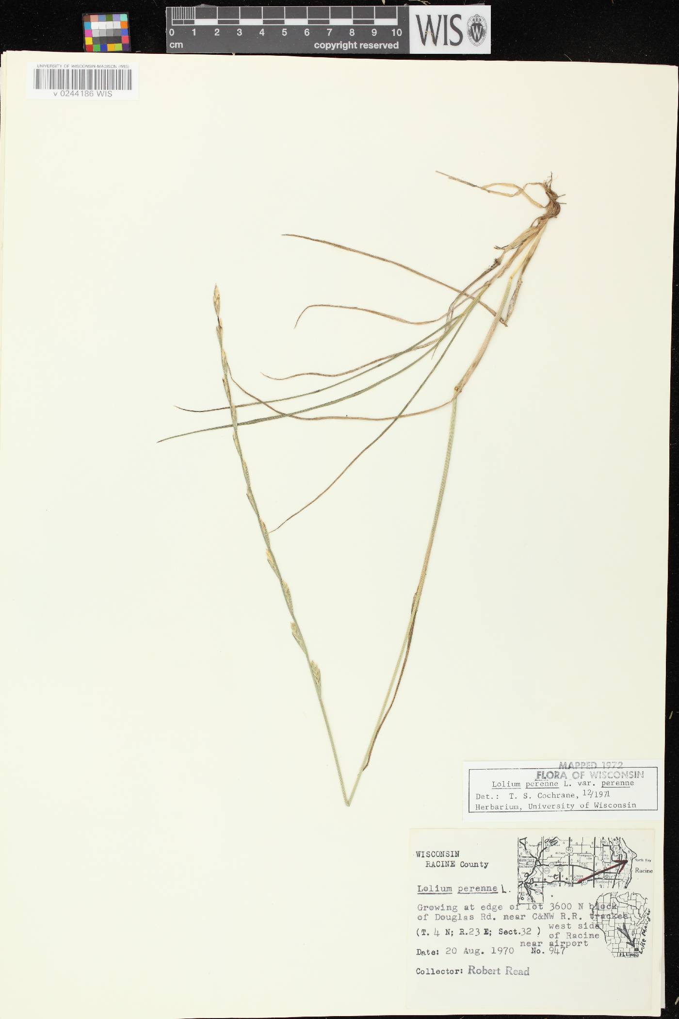 Lolium perenne subsp. perenne image