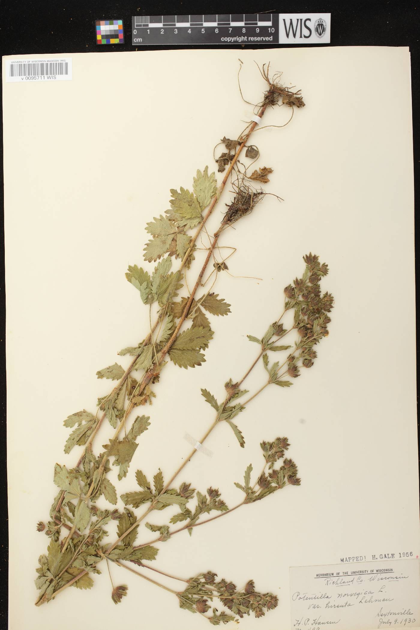 Potentilla norvegica image