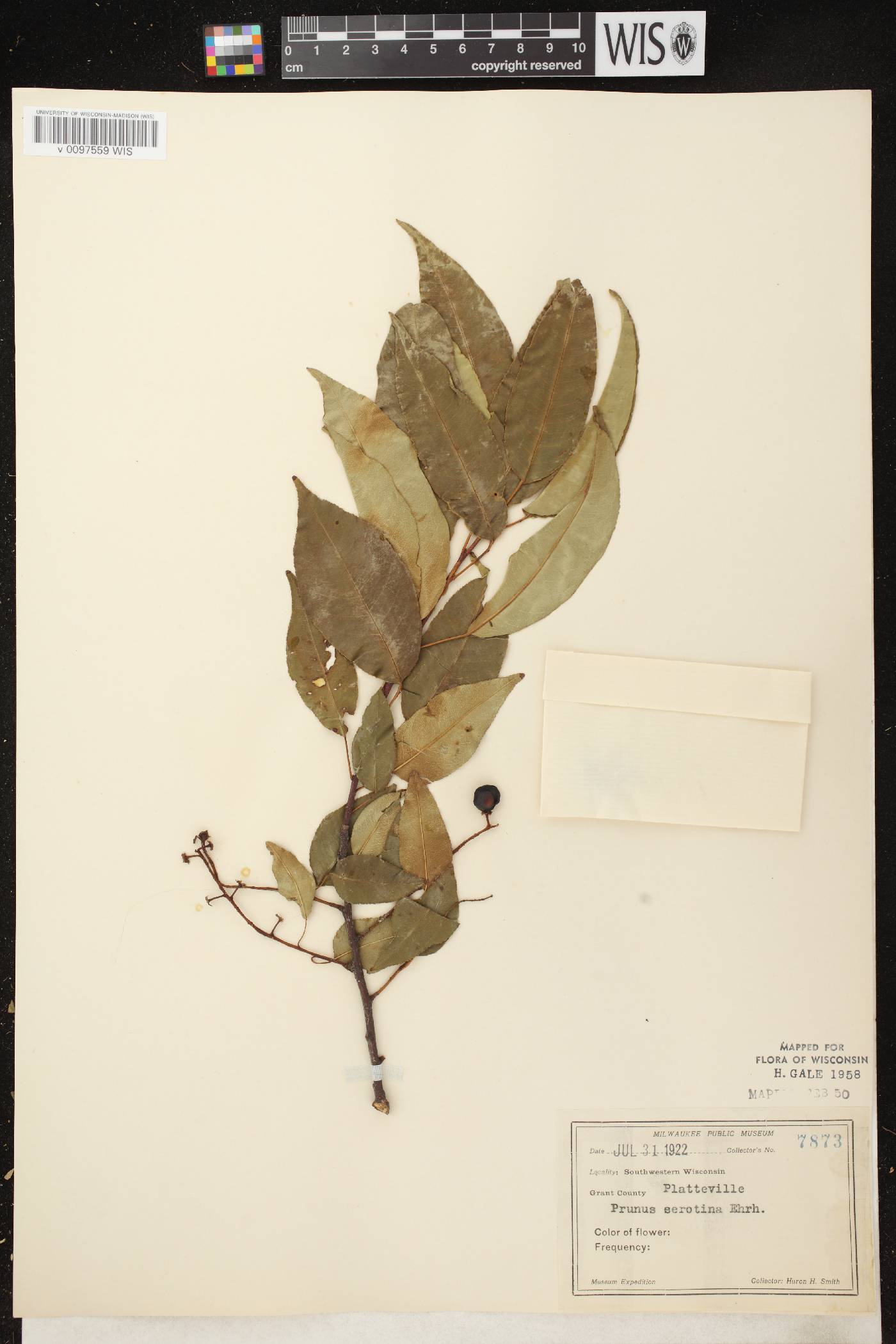 Prunus serotina var. serotina image