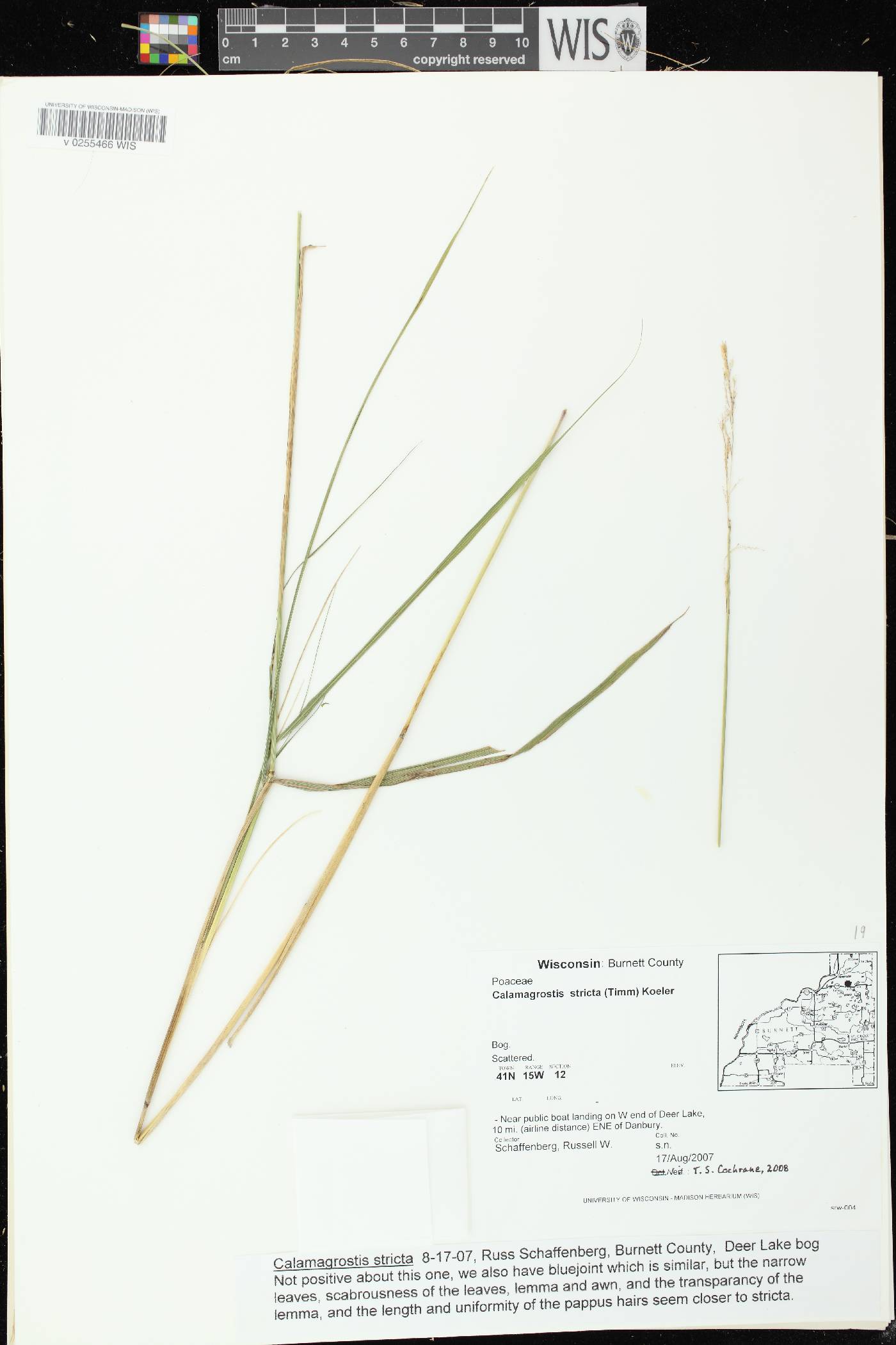 Calamagrostis stricta image