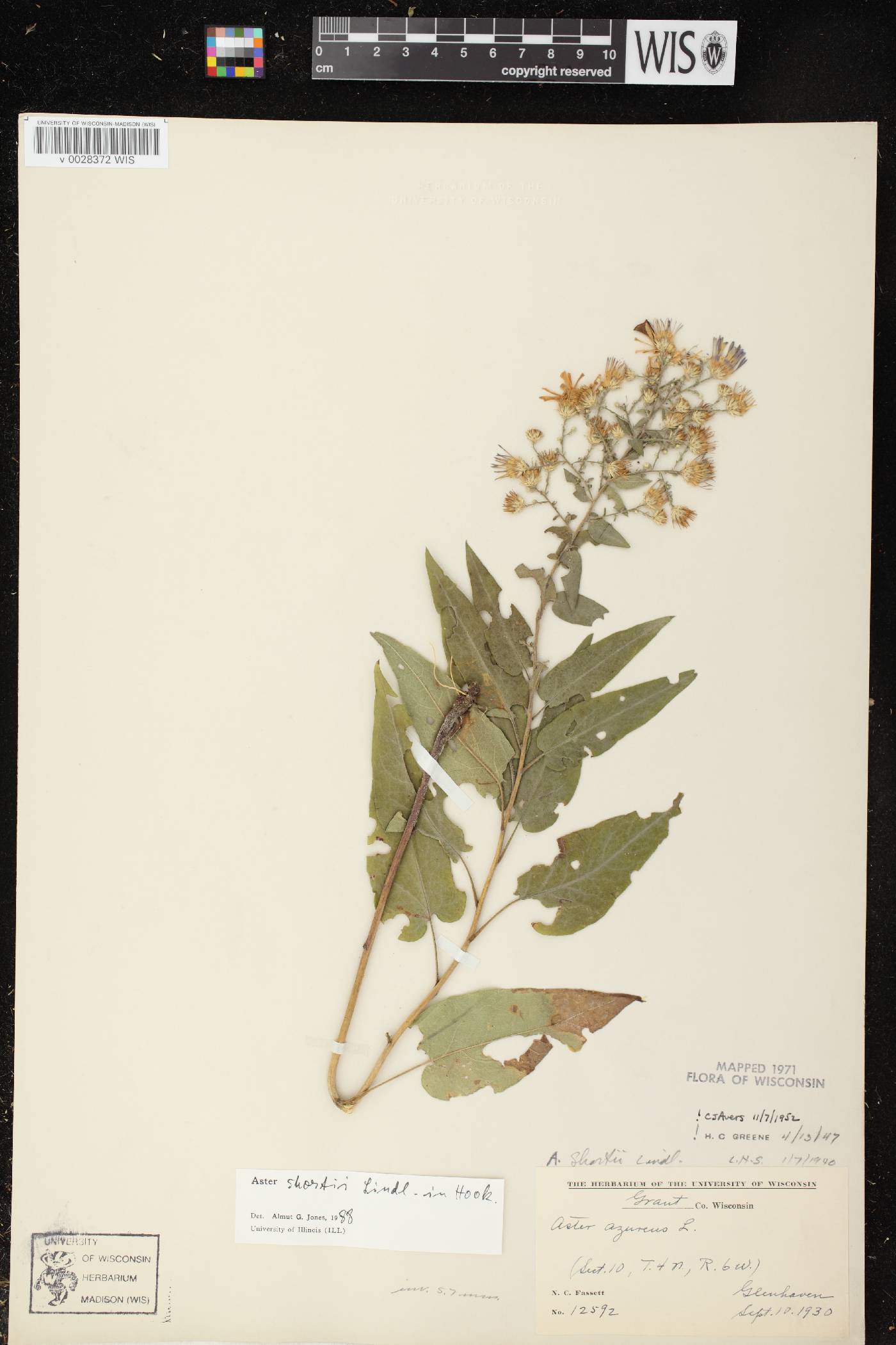 Symphyotrichum shortii image