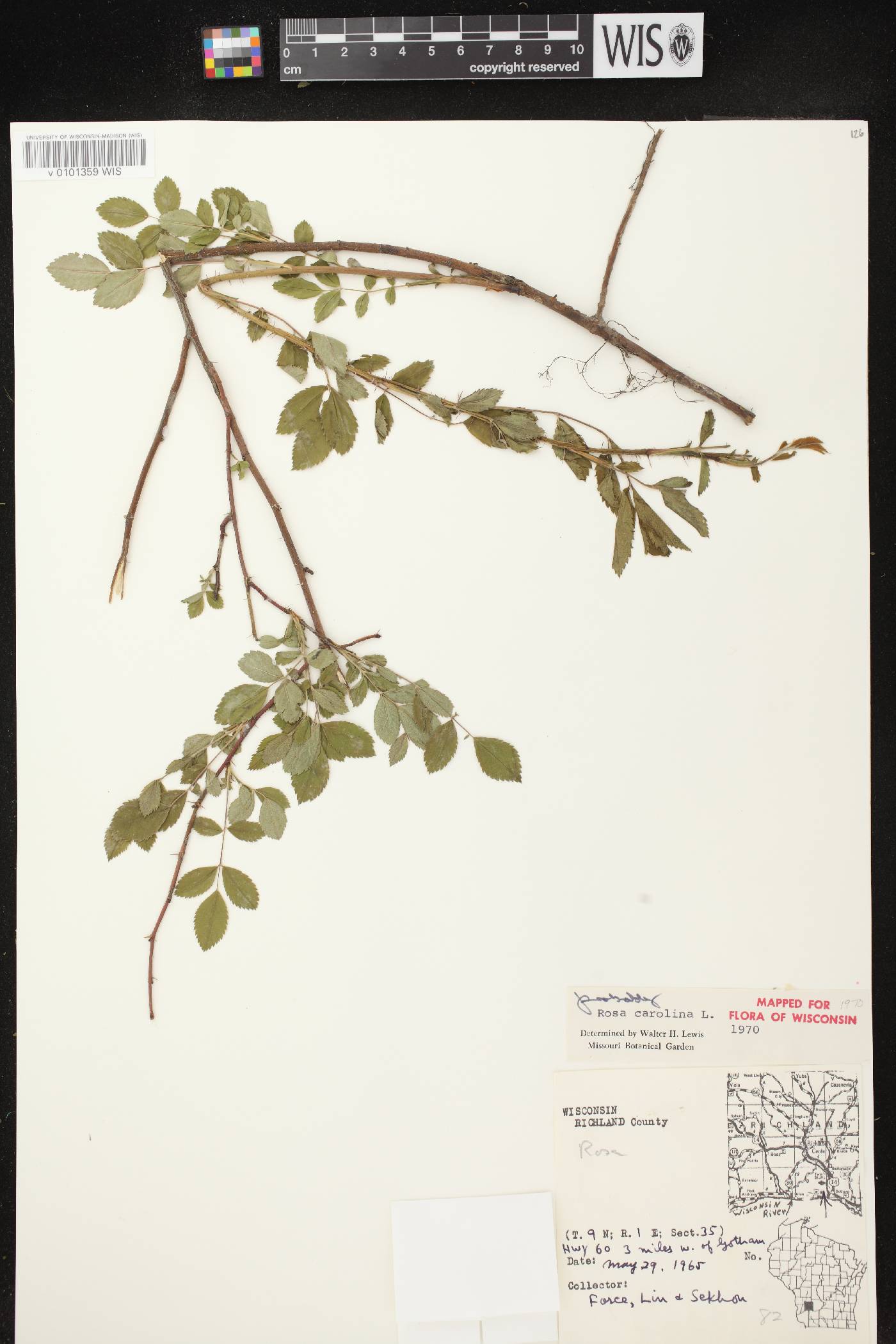 Rosa carolina image