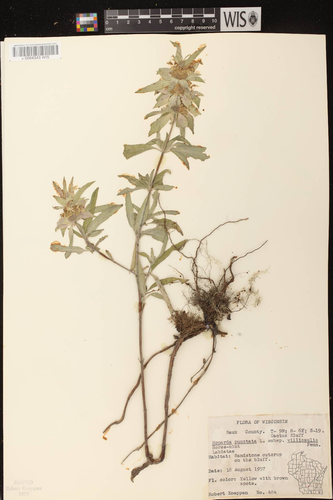 Monarda punctata image