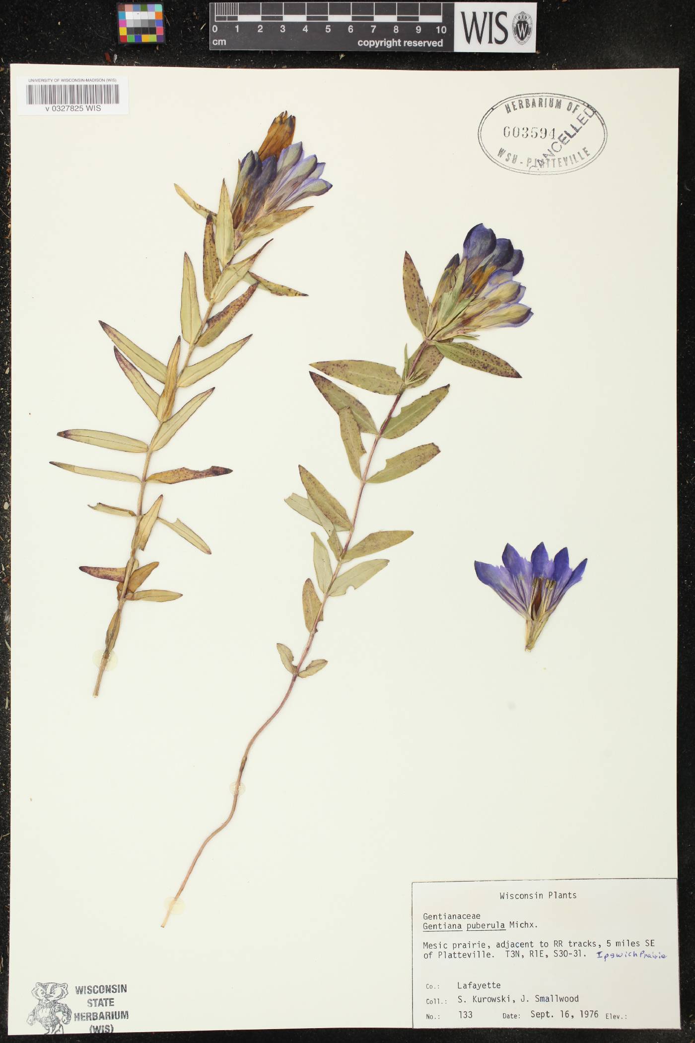 Gentiana puberulenta image